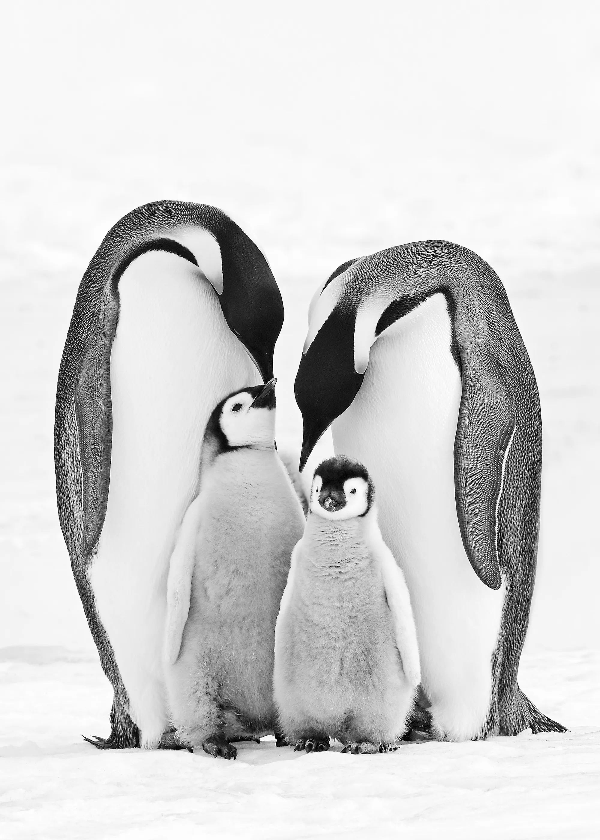 コウテイペンギン ポスター 0