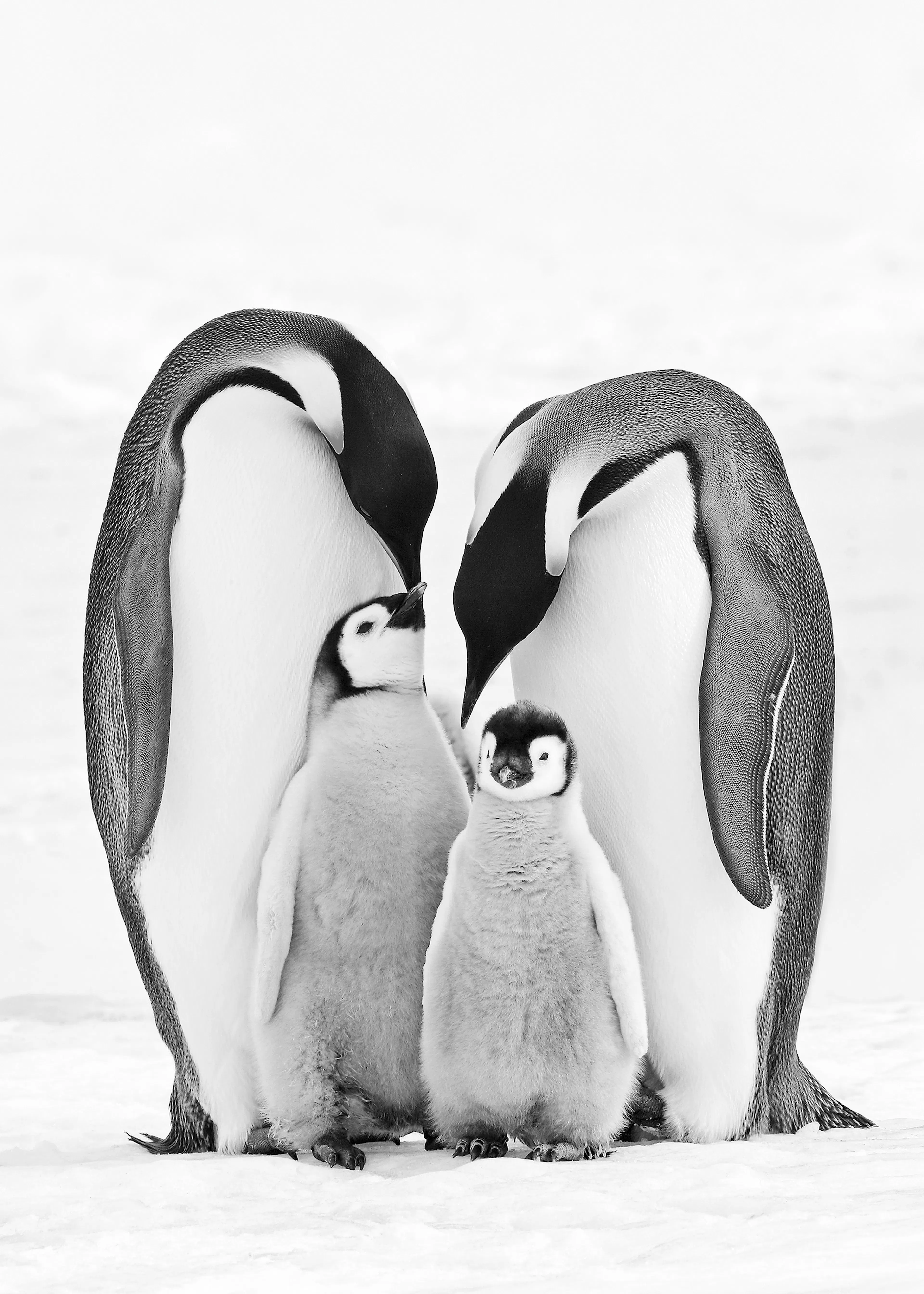 コウテイペンギン ポスター 0