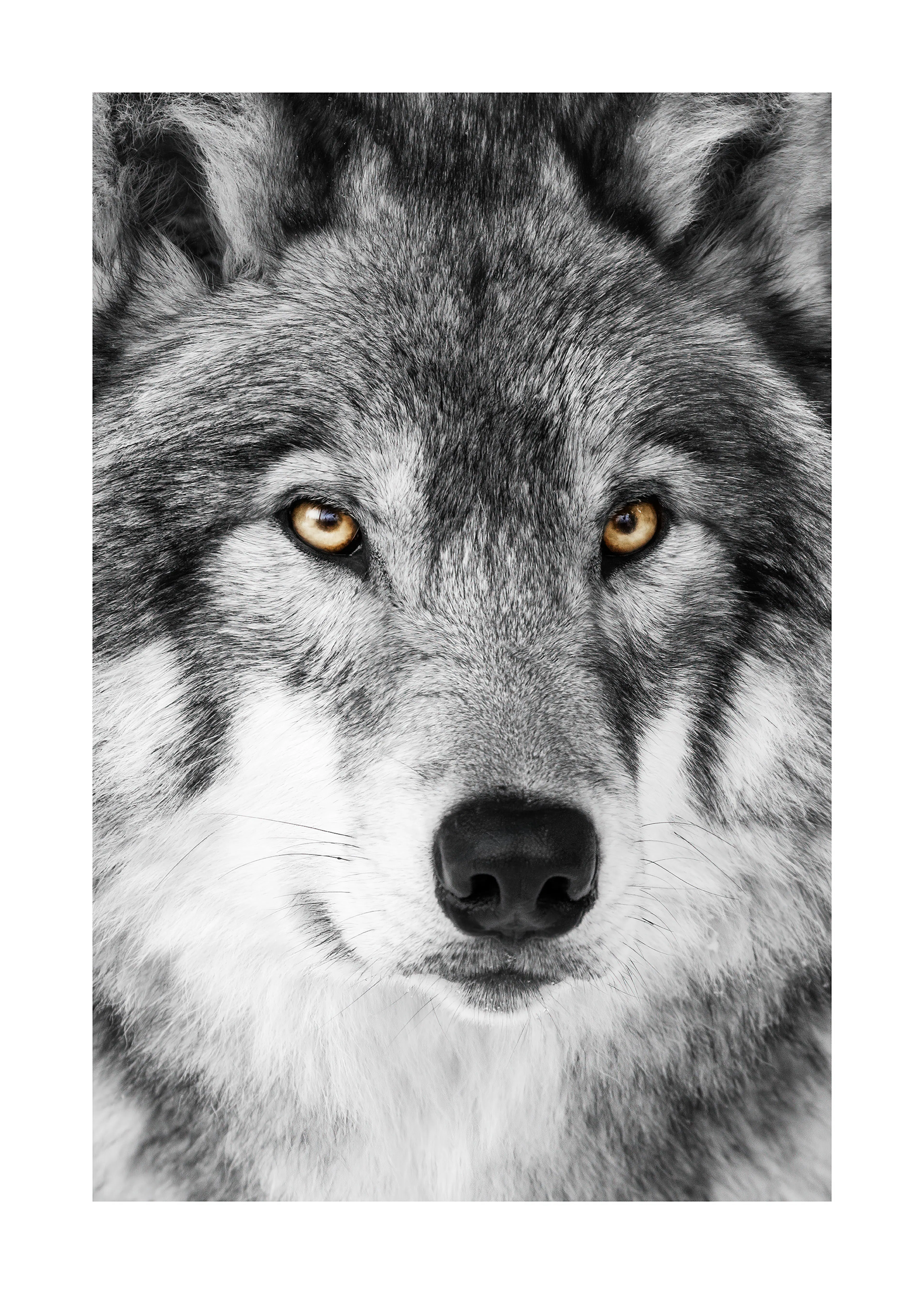 Wolf Face Print 0