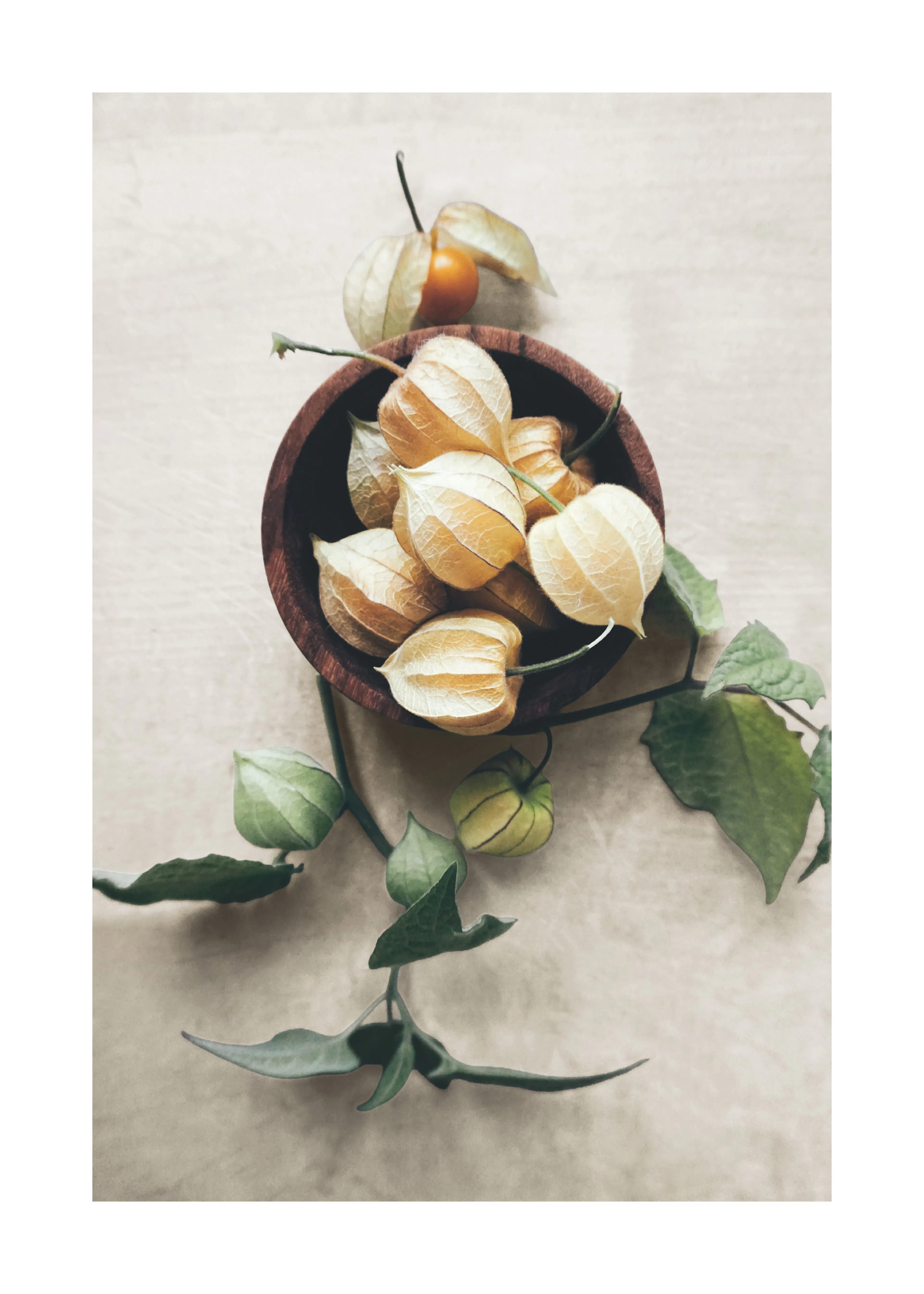 Dried Physalis Decoration Poster 0