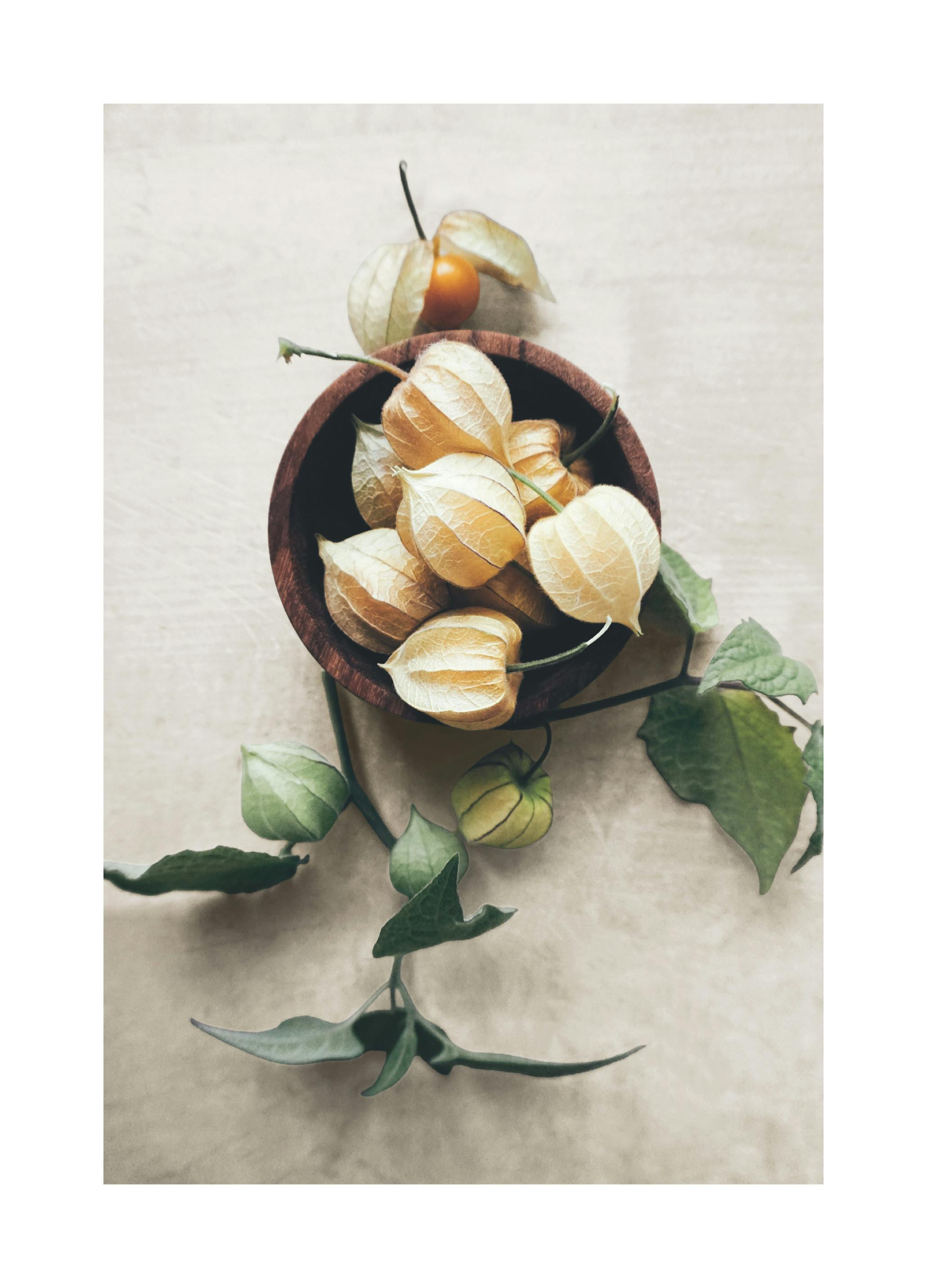 Decorazione Physalis Secca Poster (70x100 cm) - Poster Store