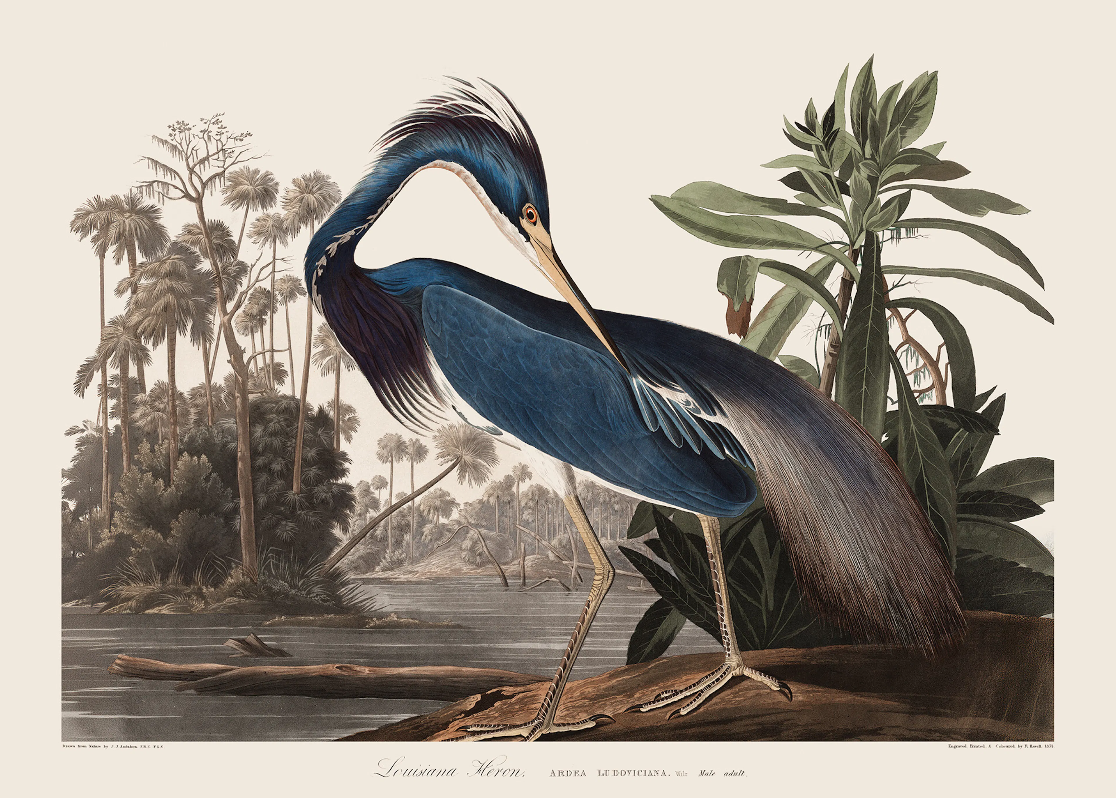 Heron Nature Illustration Print 0