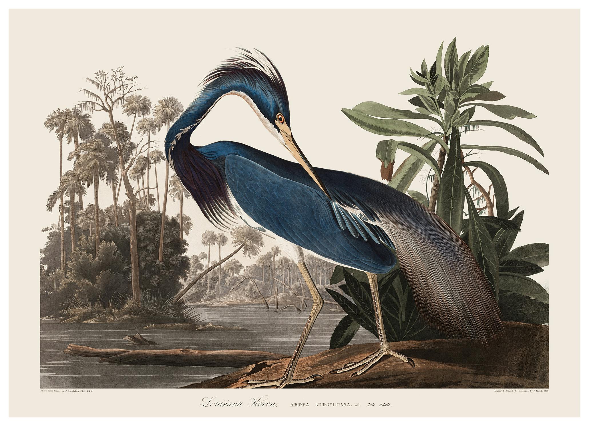 Heron Nature Illustration Poster (70x100 cm) - Poster Store