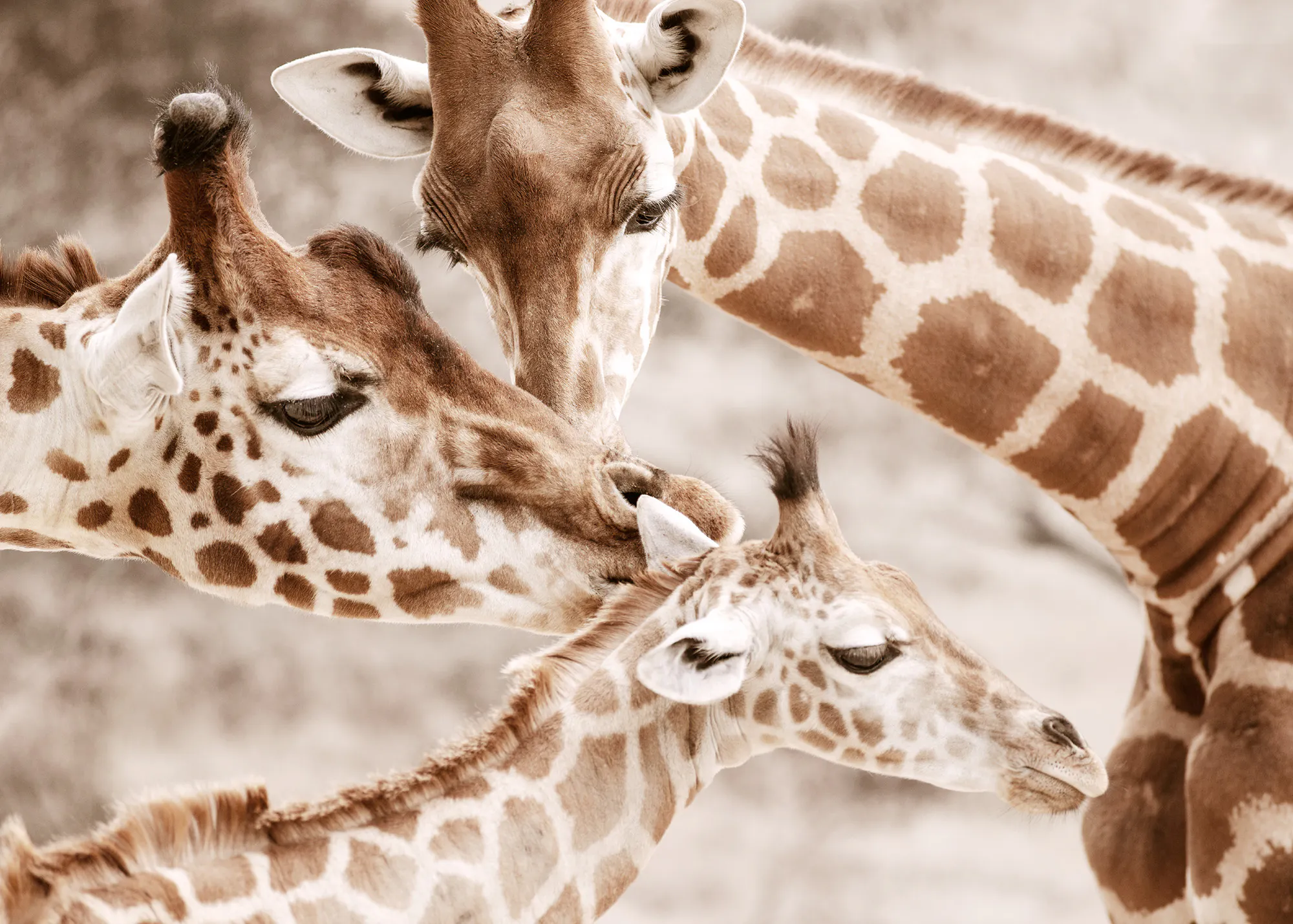 Wildlife Giraffe Poster 0