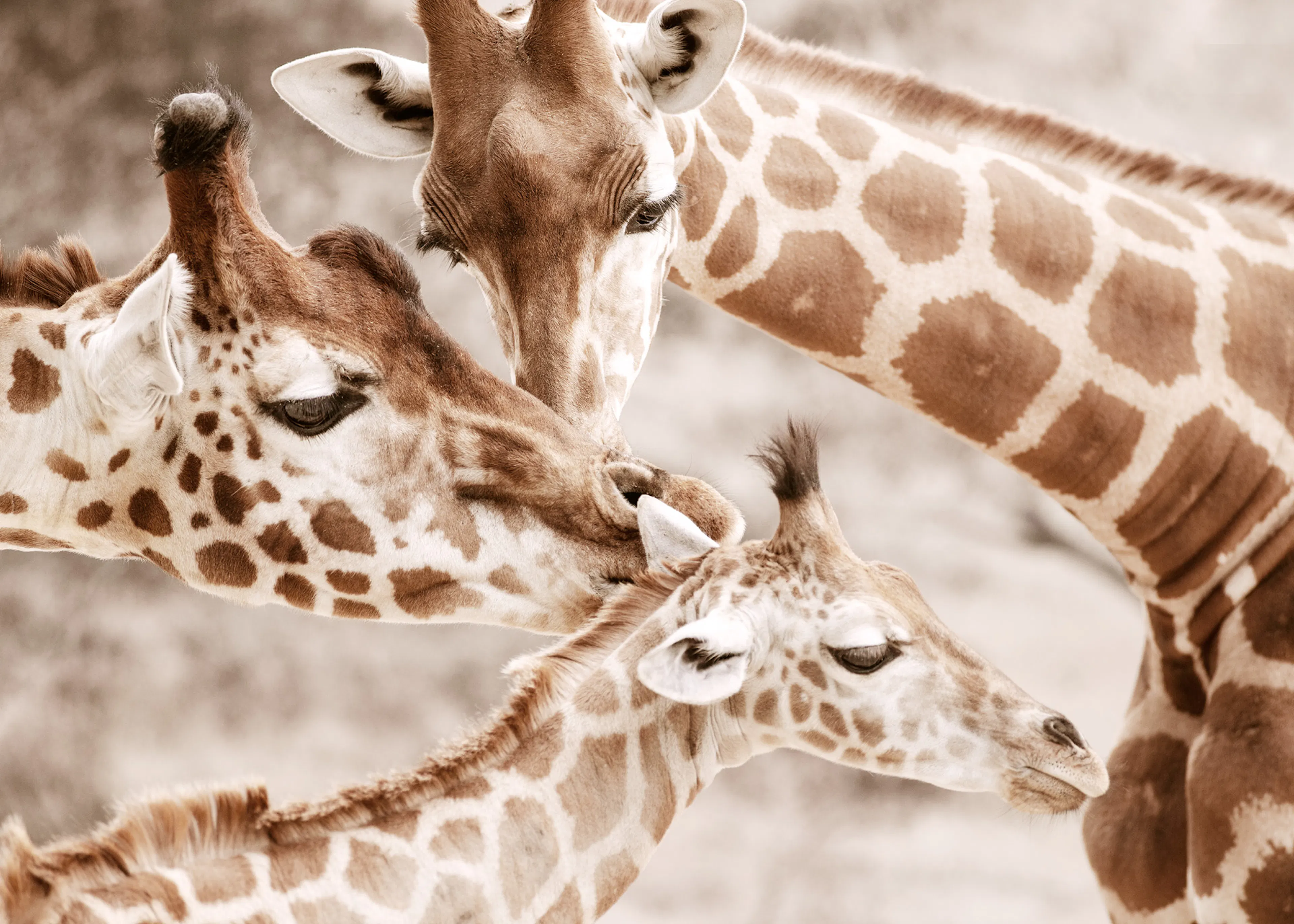 Wildlife Giraffe Poster 0