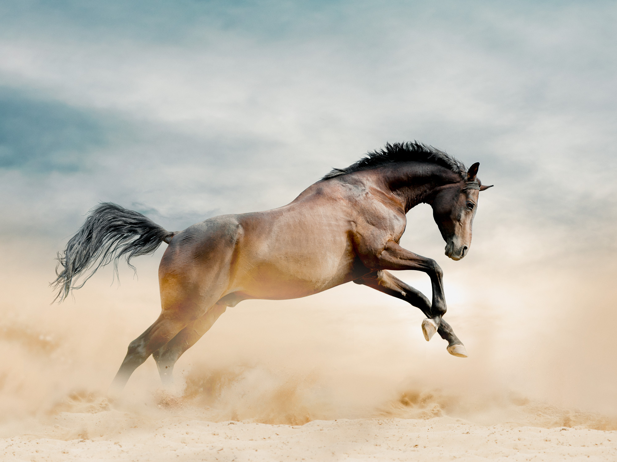 額装品/The Horse/トゥイヤ リンドストローム/ポスター/インテリア Running Horse Poster | Wild Horse Art | Poster Store US