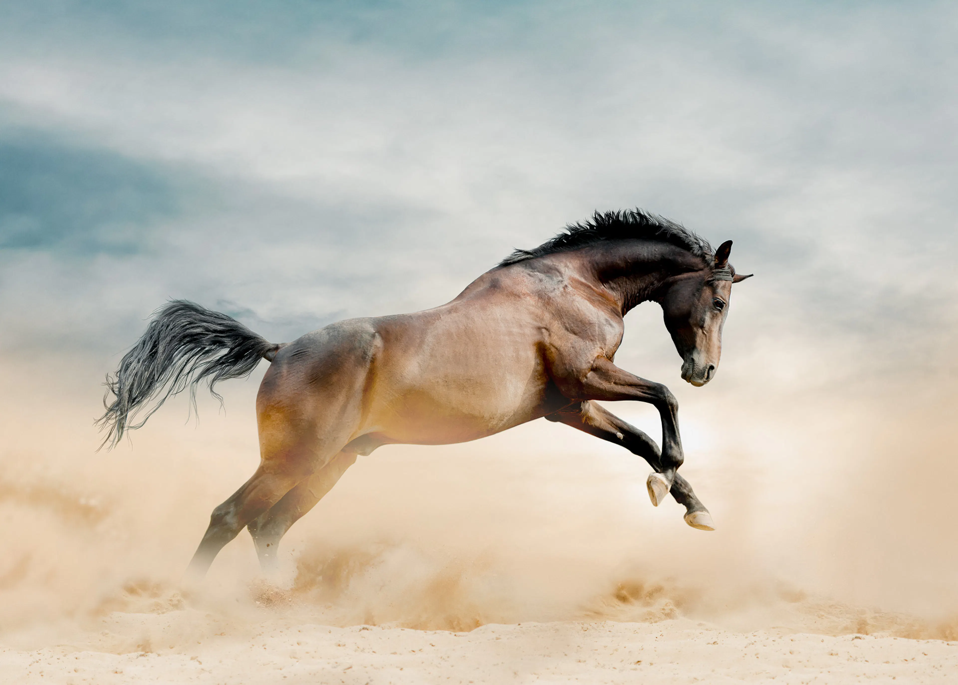 Running Horse Print 0