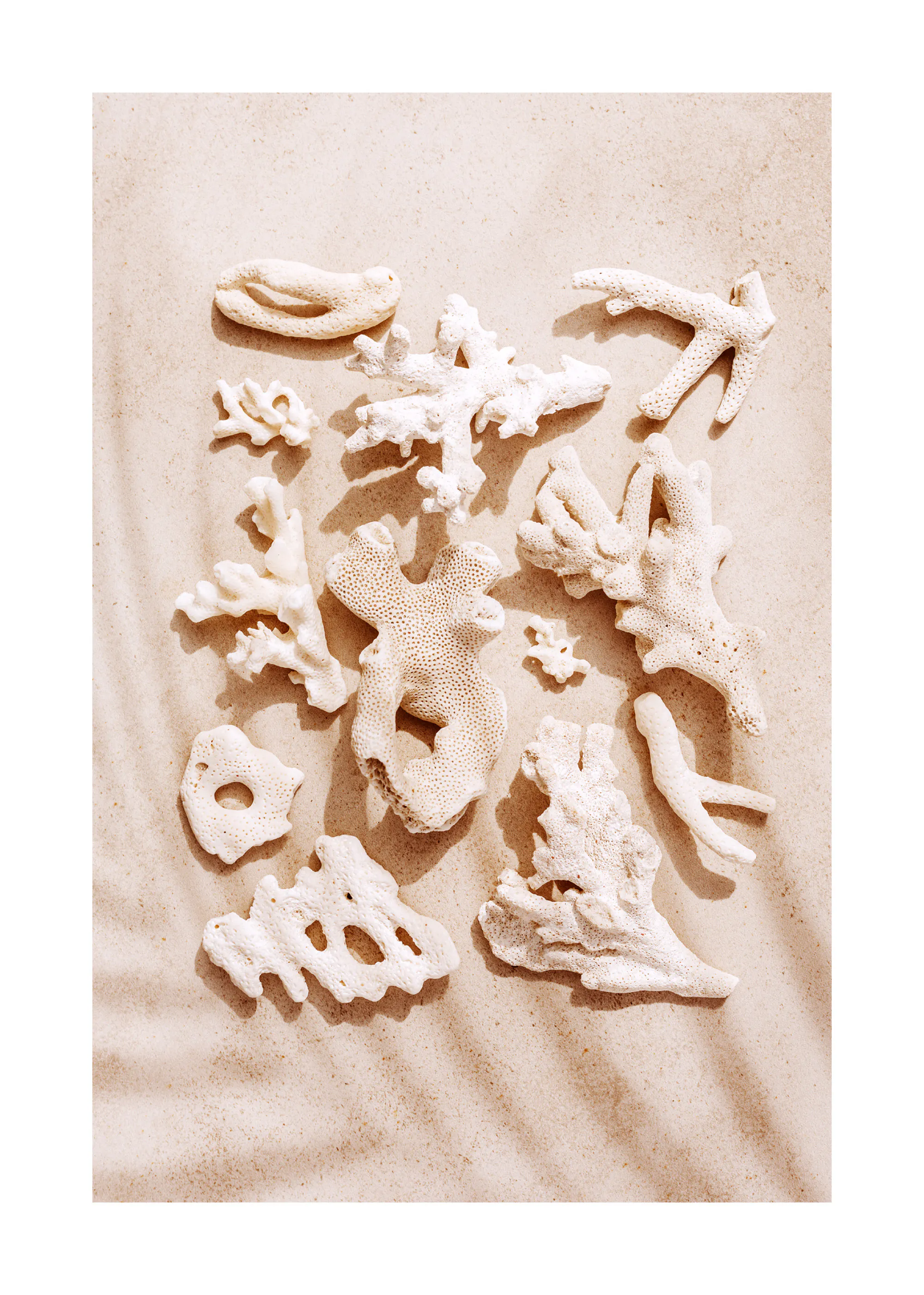 Shell Collection Poster 0