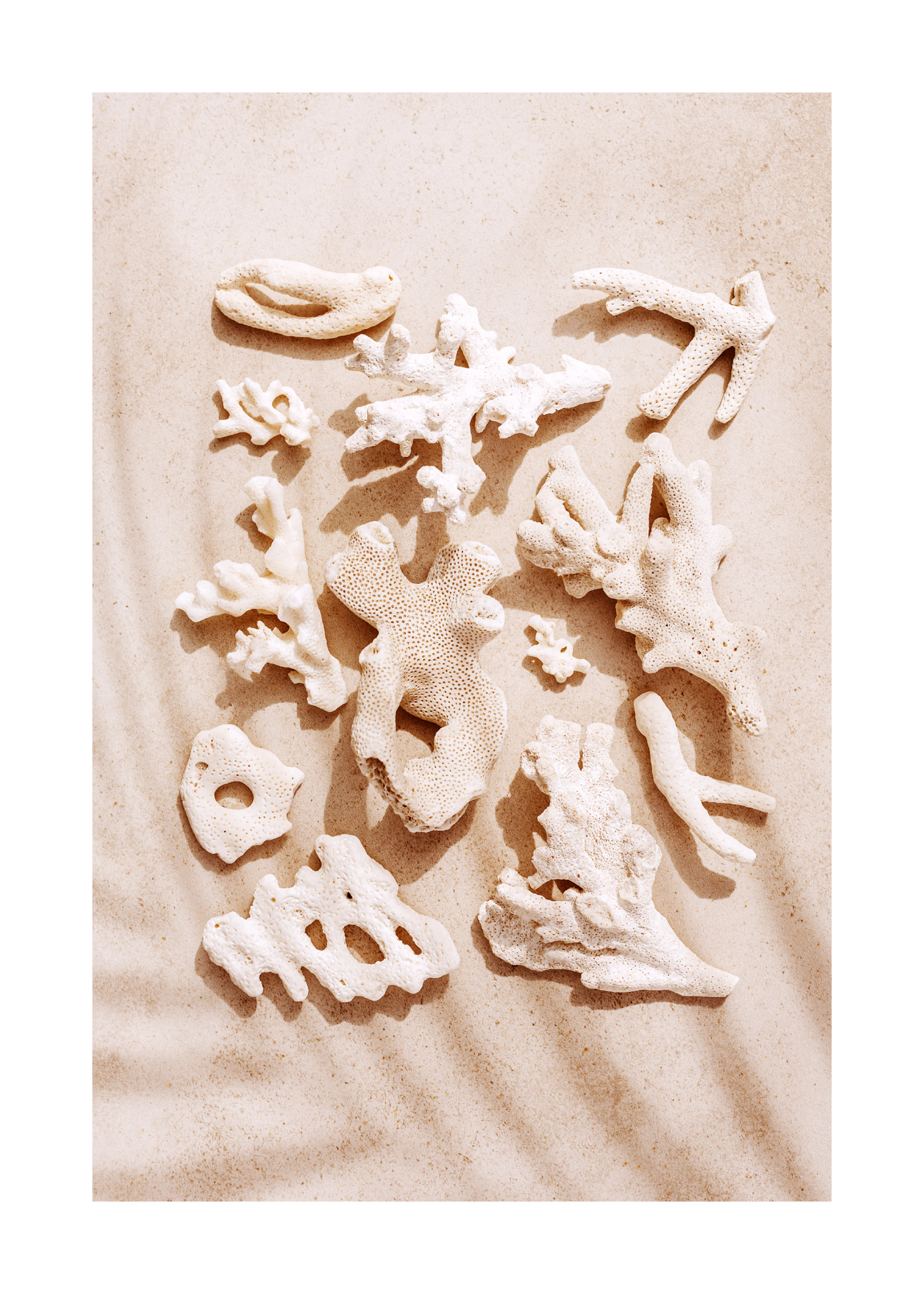 Shell Collection Poster 0