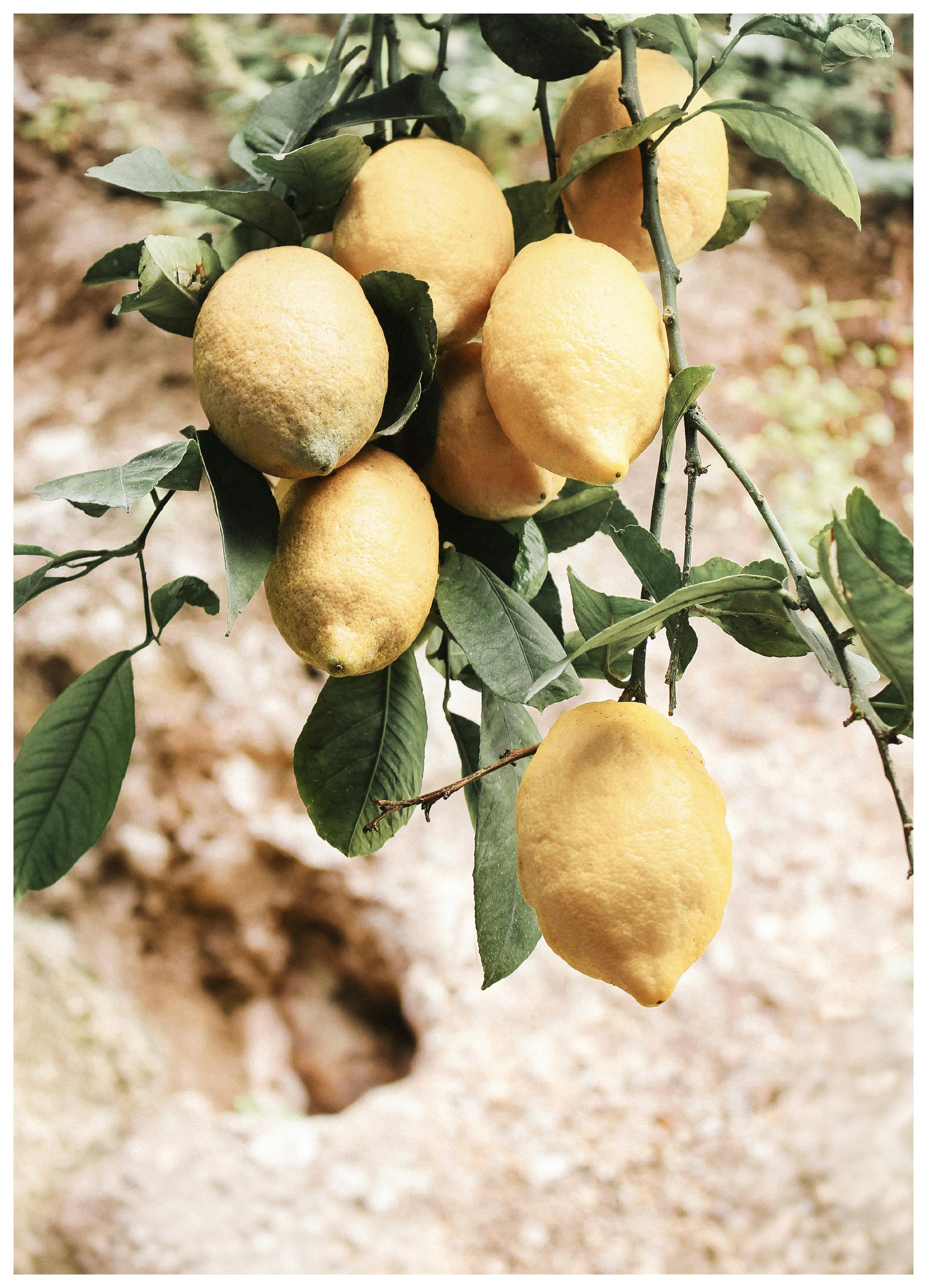 Citronträd Poster (50x70 cm) - Poster Store