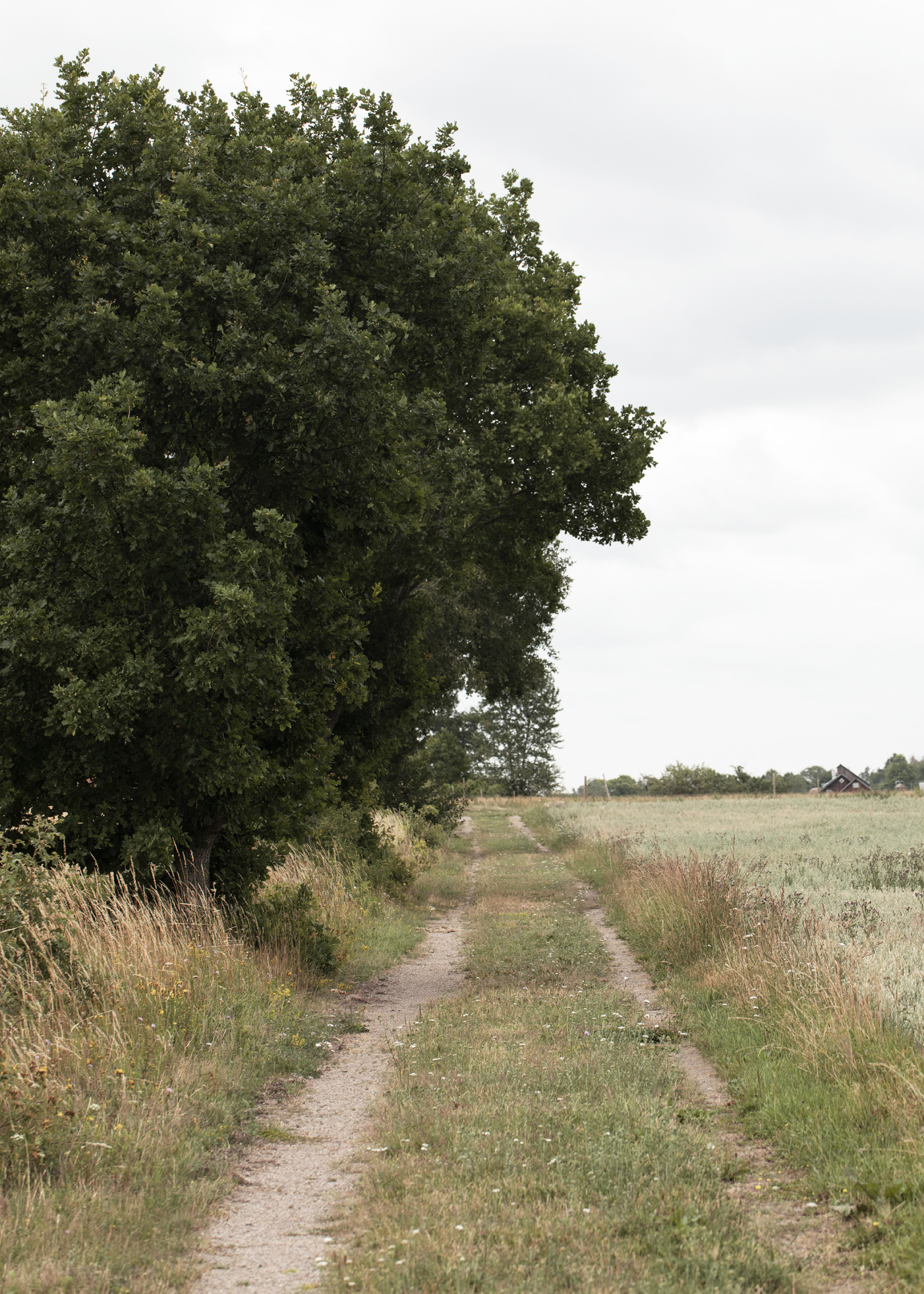 Green Tree Countryside Green Tree Countryside Landscape Poster | Poster Store CA