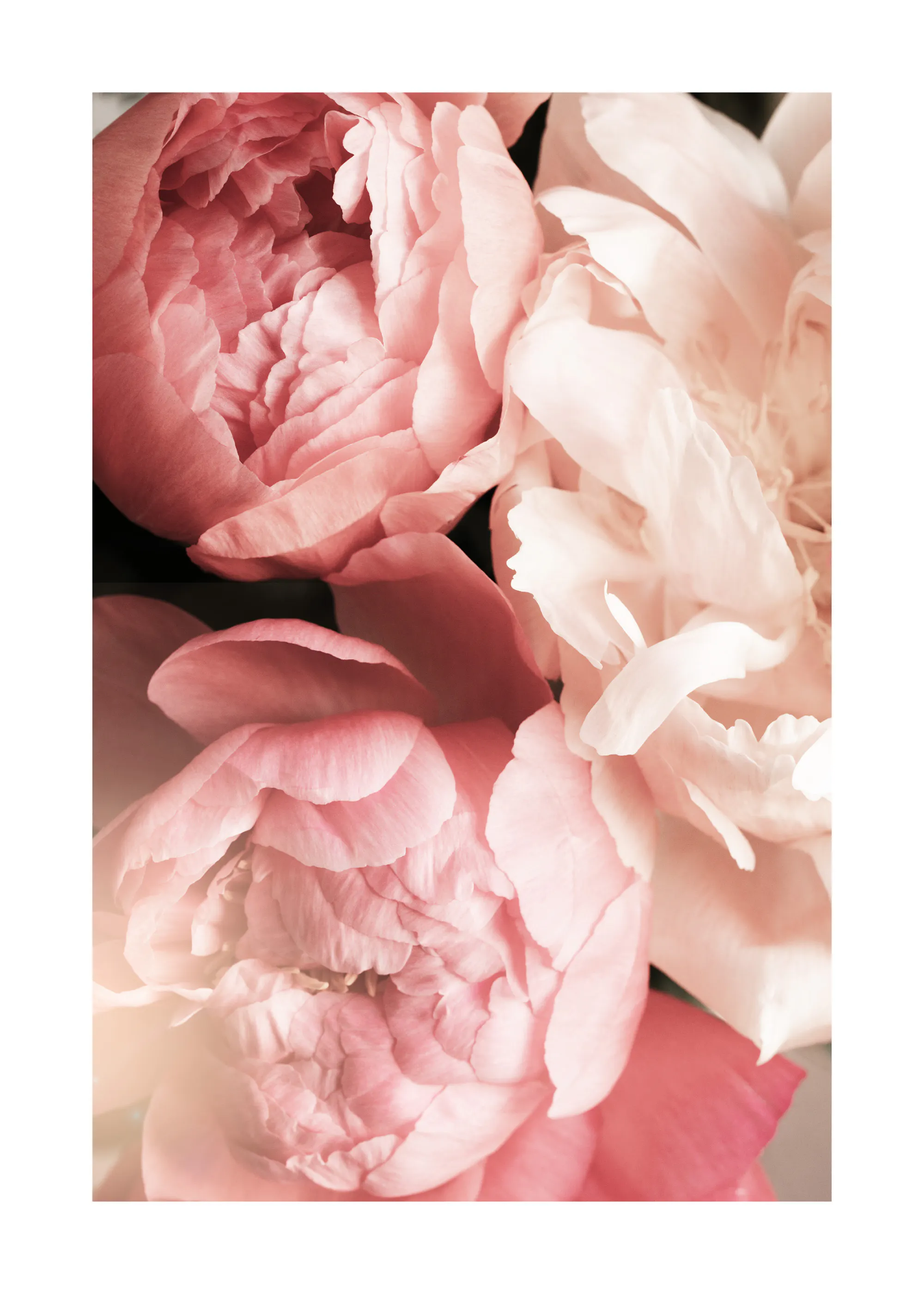 Soft Flower Bouquet Poster 0