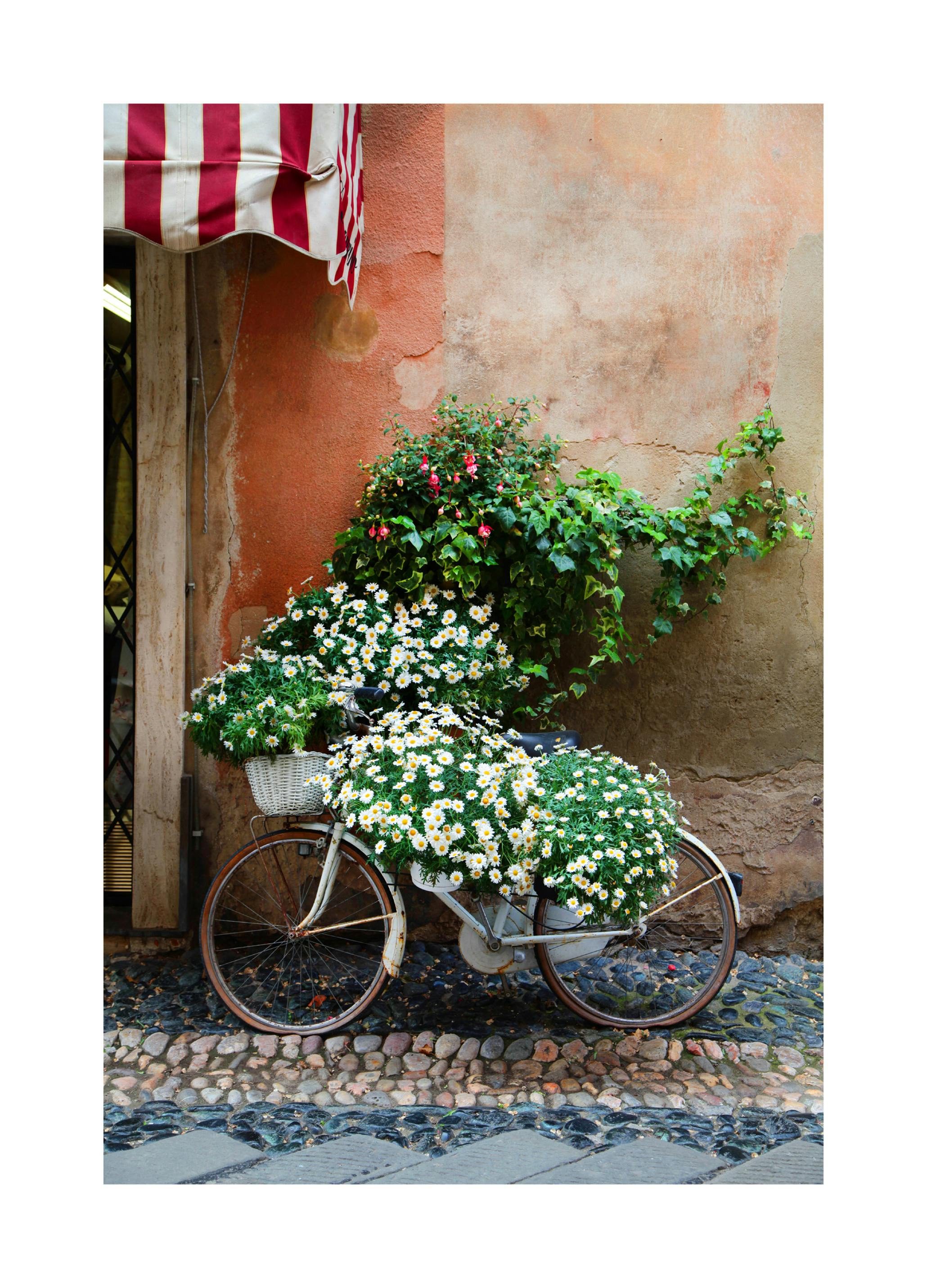 Flower Wall Bicycle Poster (70x100 cm) - Poster Store