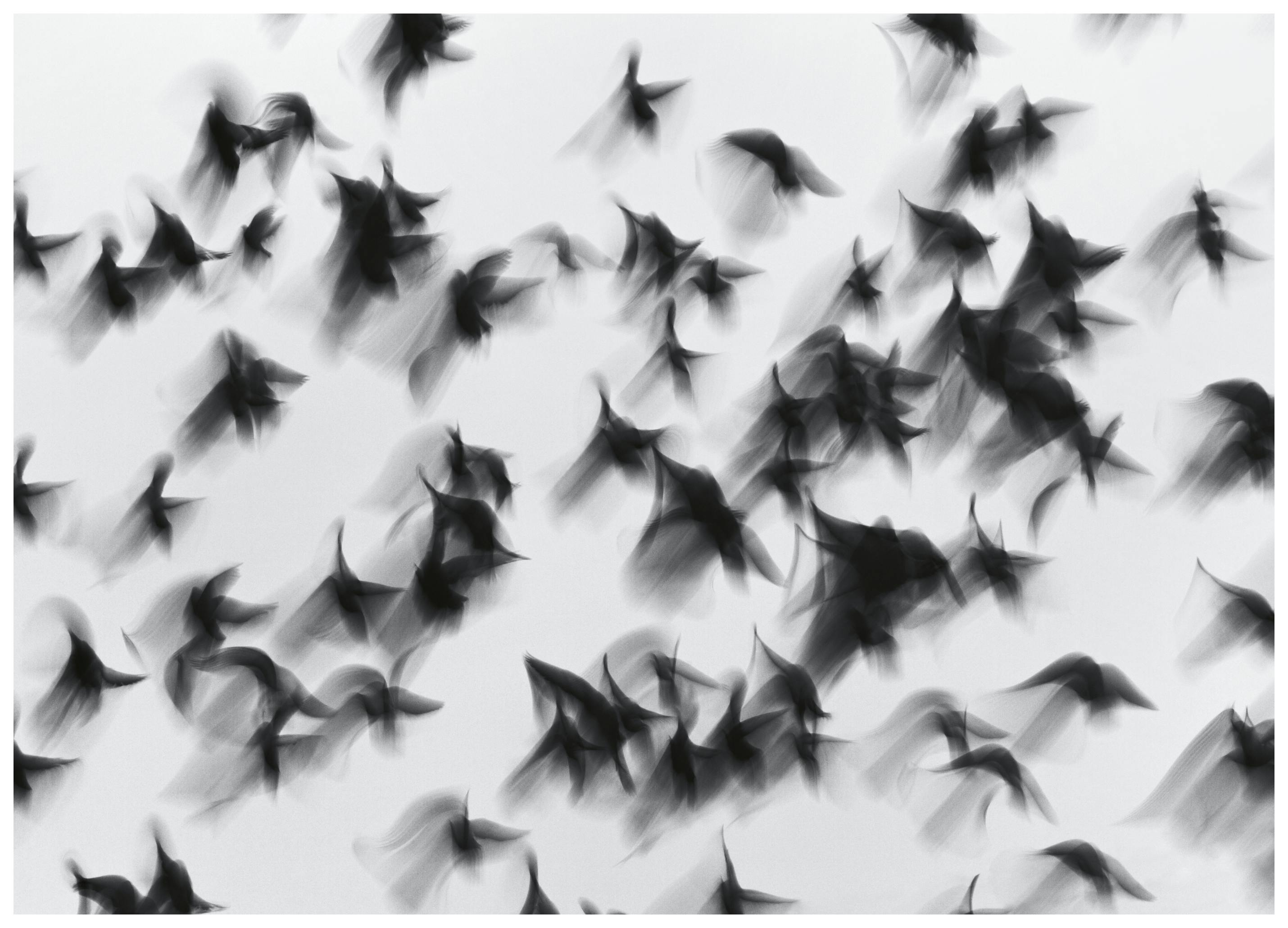Marina Yushina - Dynamisch Fliegender Schwarm Poster (40x50 cm) - Poster Store
