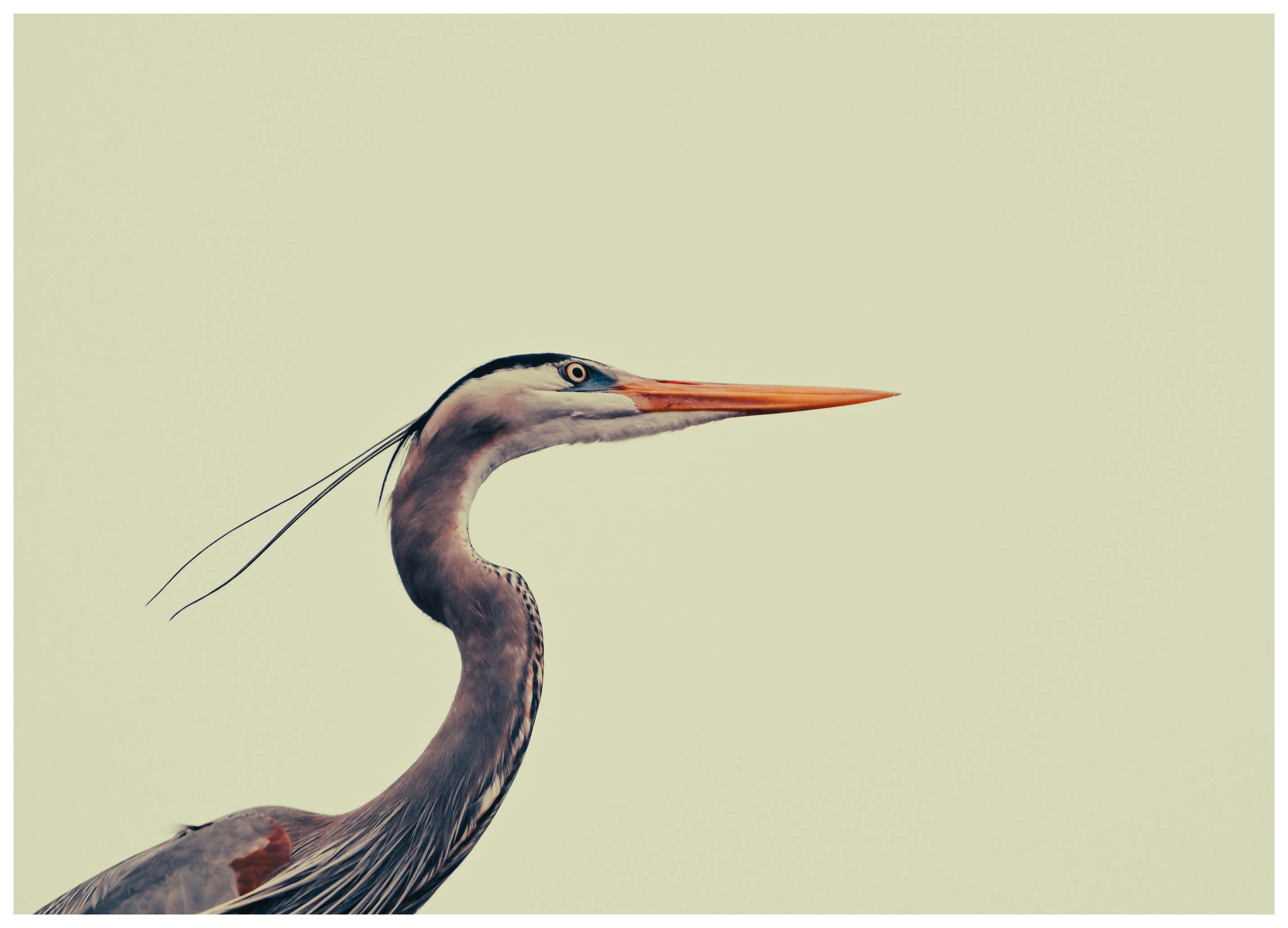Vincenzo Viola - Elegant Blue Heron Poster (70x100 cm) - Poster Store