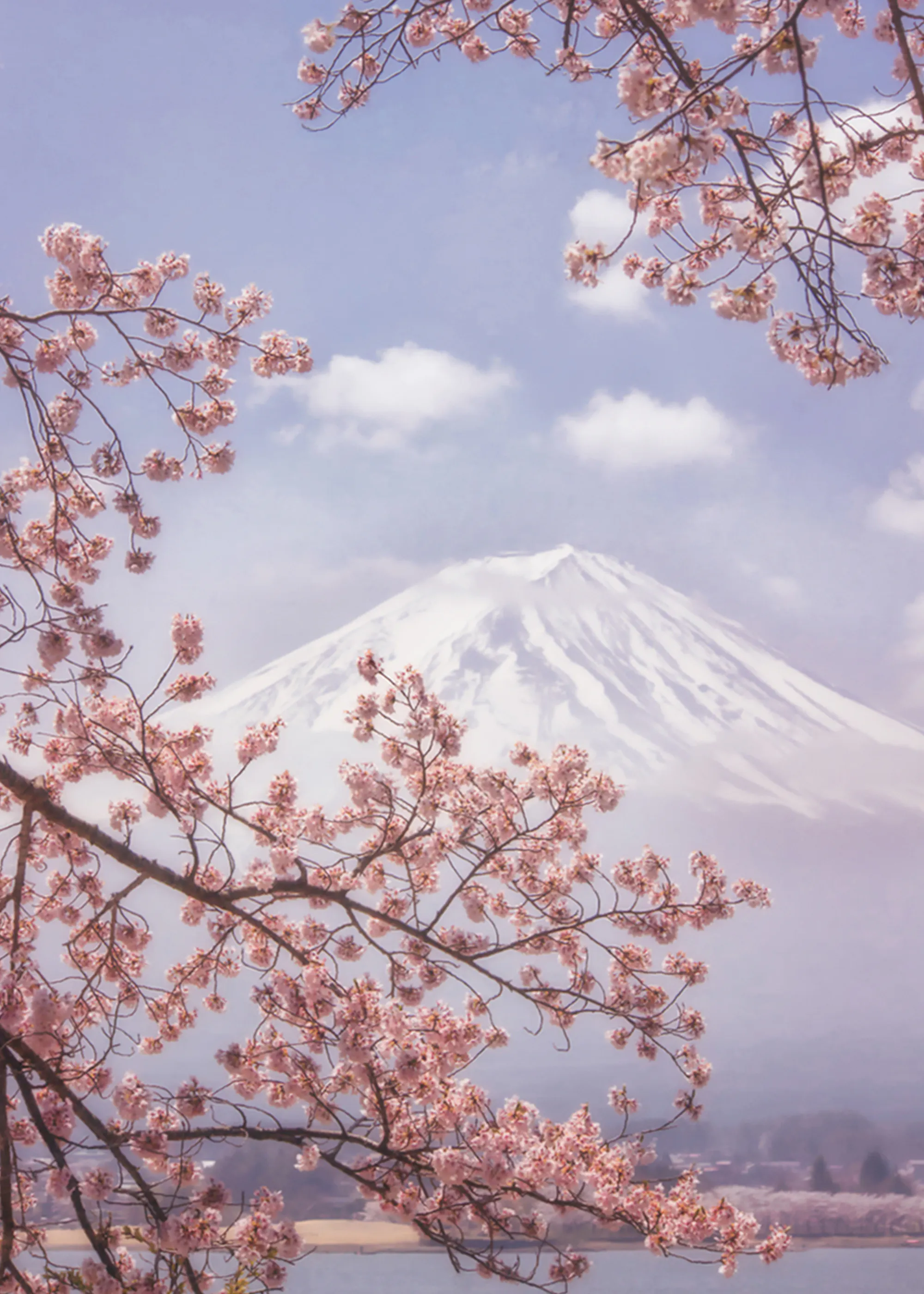 Makiko Samejima - Monte Fuji Fiori di Ciliegio Poster 0