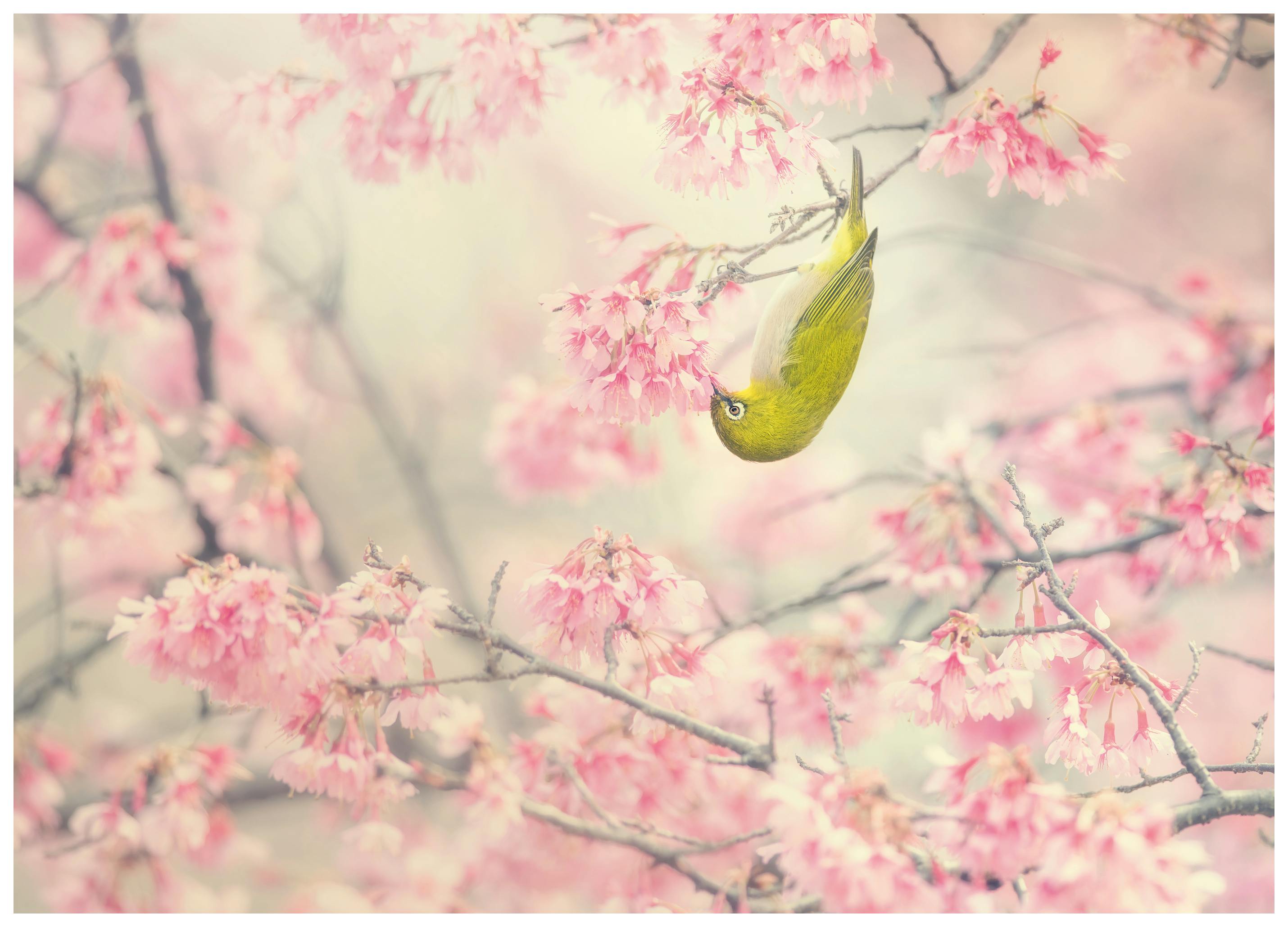 Takashi Suzuki - Grön Fågel Rosa Blommor Poster (70x100 cm) - Poster Store