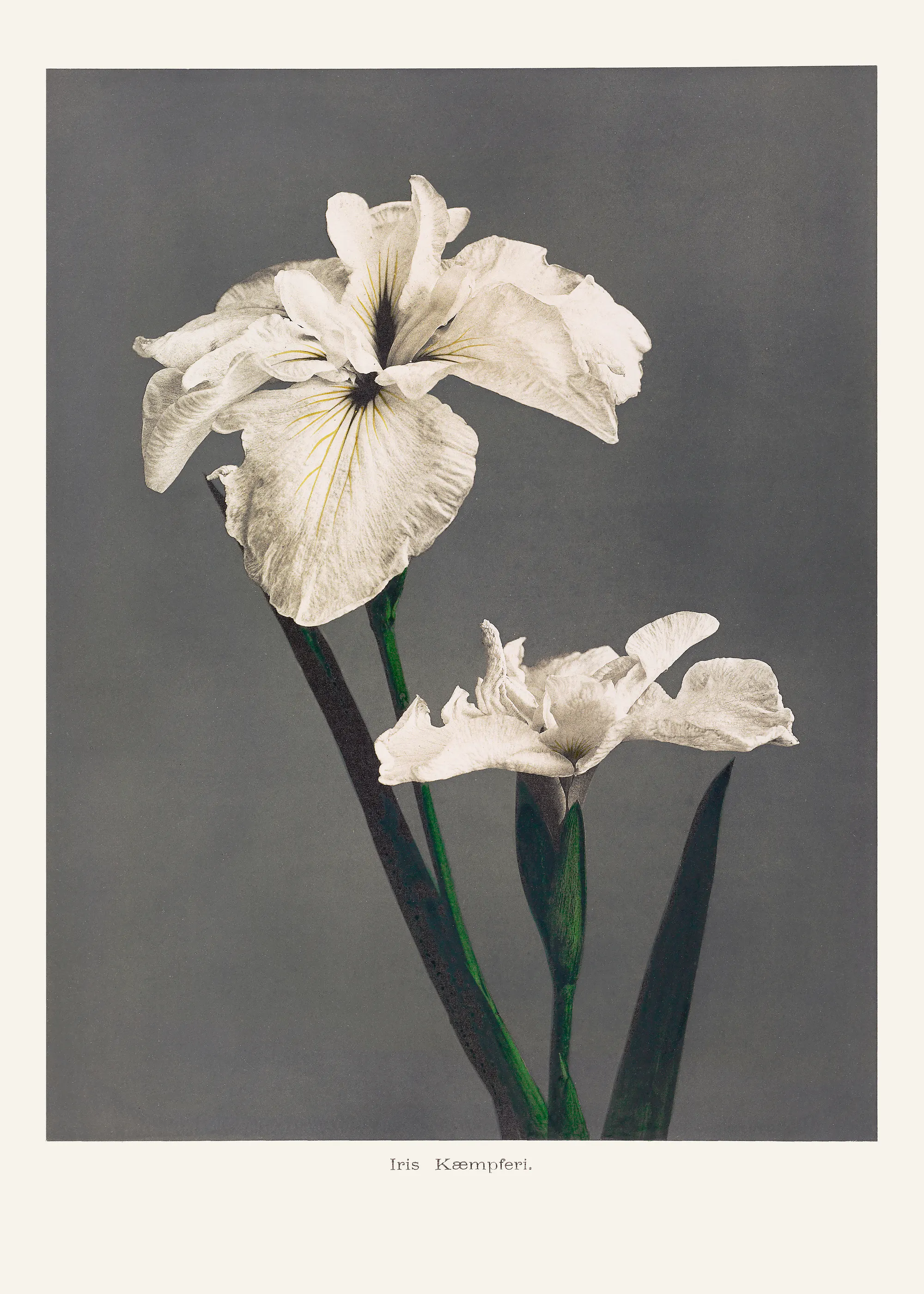 Ogawa Kazumasa - Iris Kæmpferi Poster 0