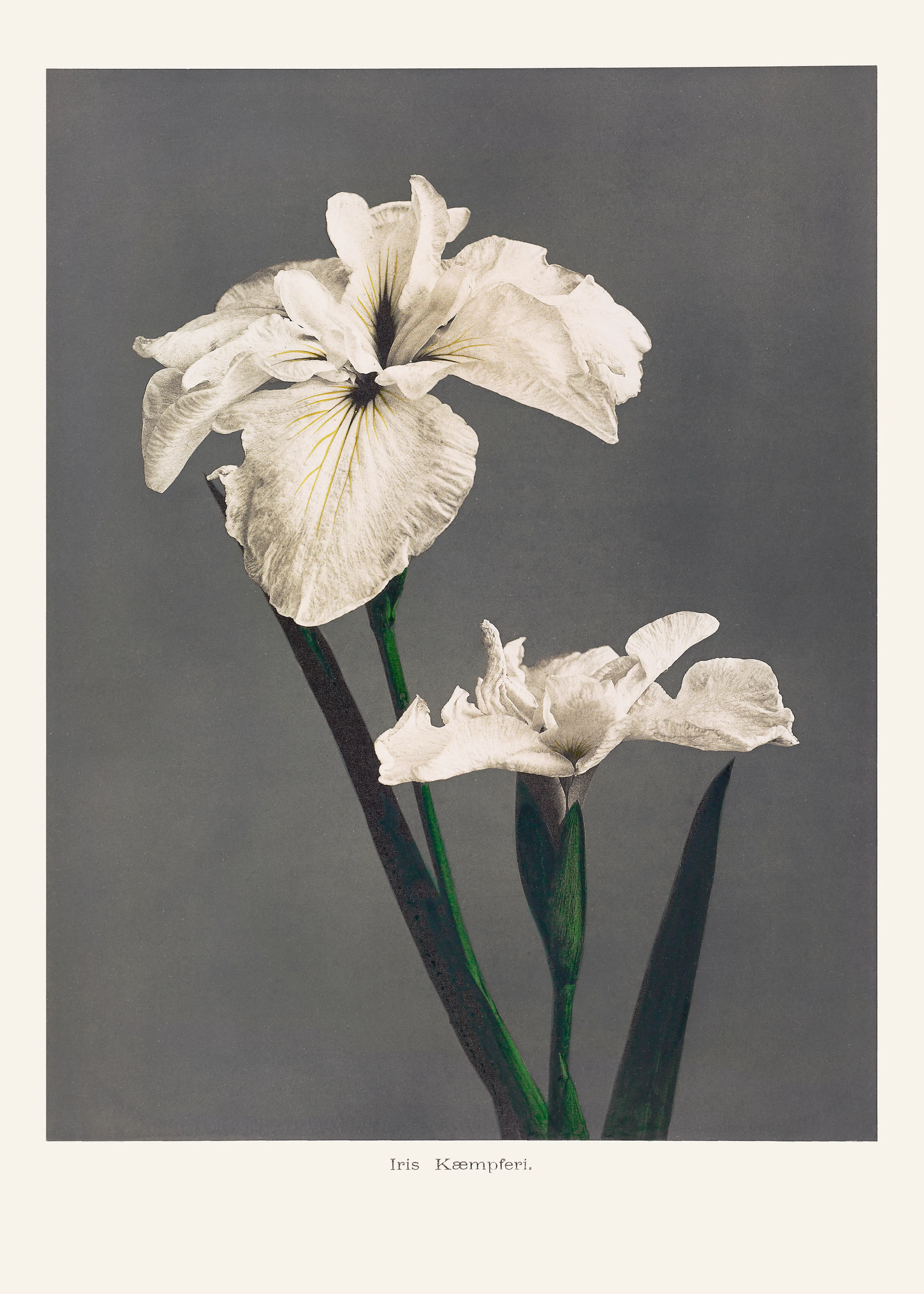 Ogawa Kazumasa - Iris Kæmpferi Poster 0
