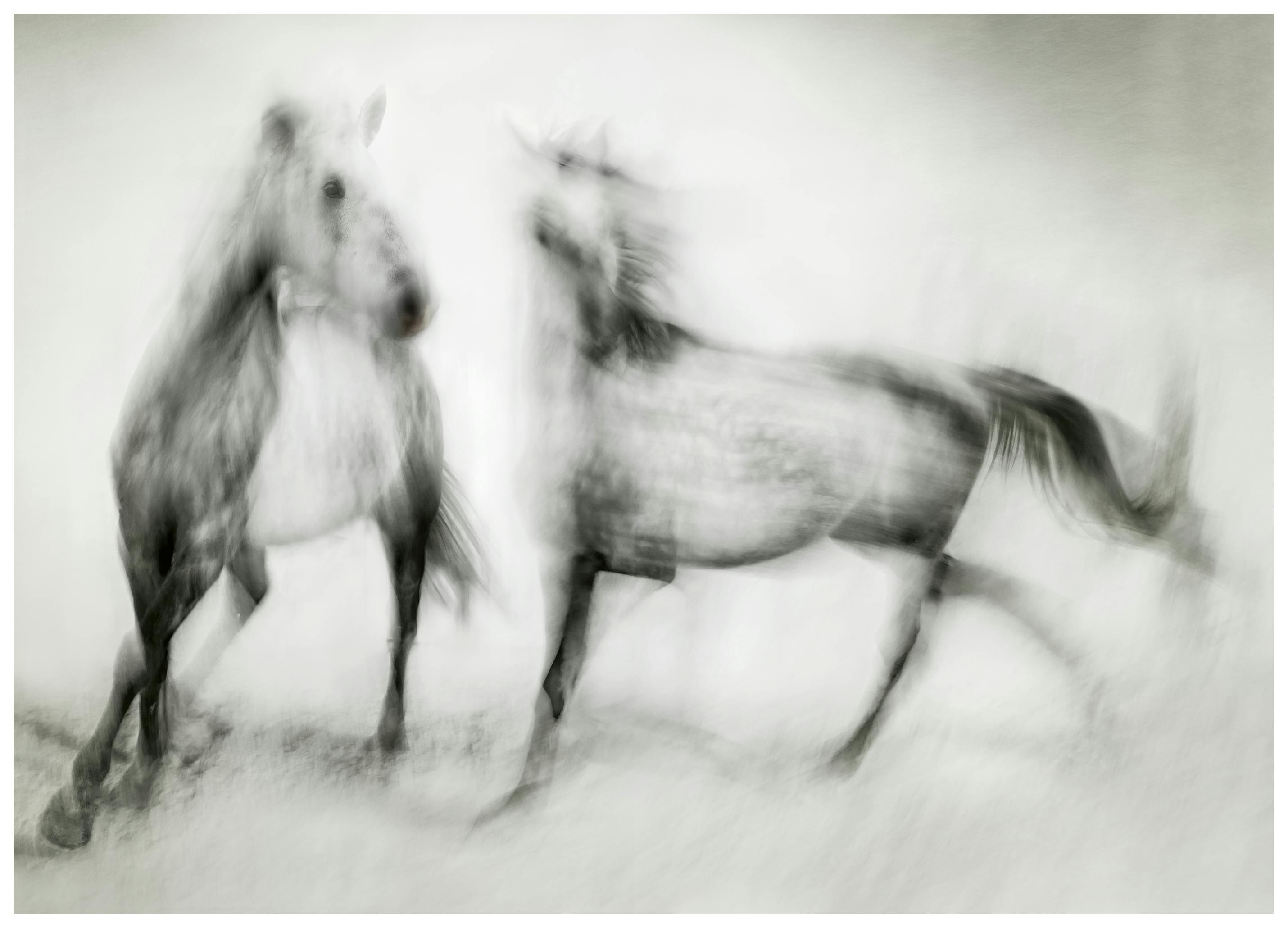 Martine Benezech - Cavalli Selvaggi in Movimento Poster (100x150 cm) - Poster Store