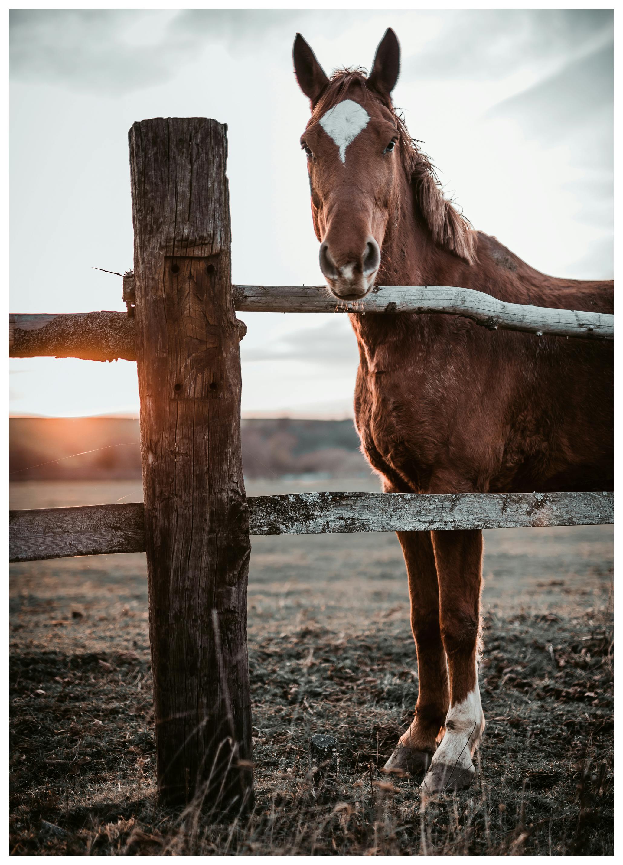 Gabriel Jakab - Brown Horse at Sunset Poster (70x100 cm) - Poster Store