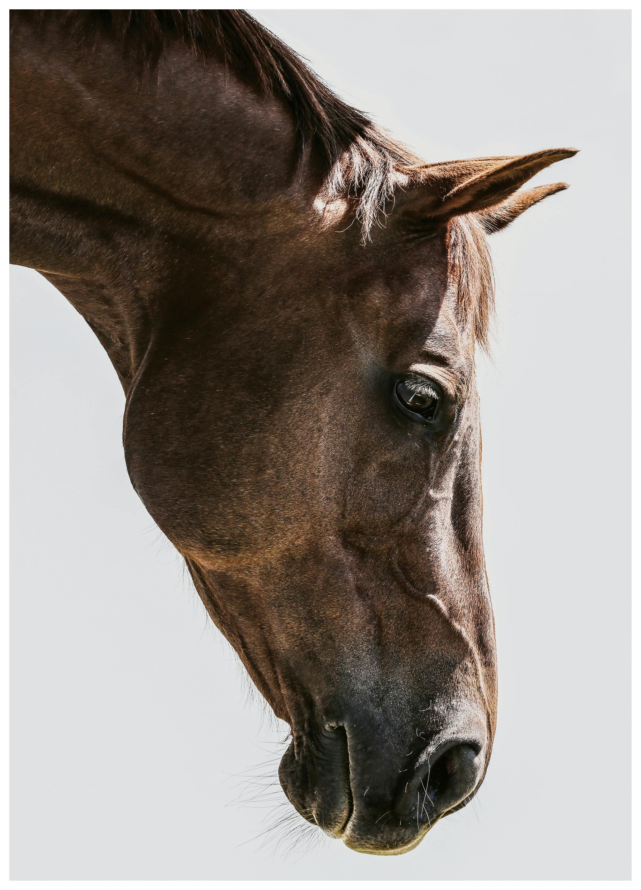 Shot by Clint - Portret van een Paardenkop Poster (70x100 cm) - Poster Store