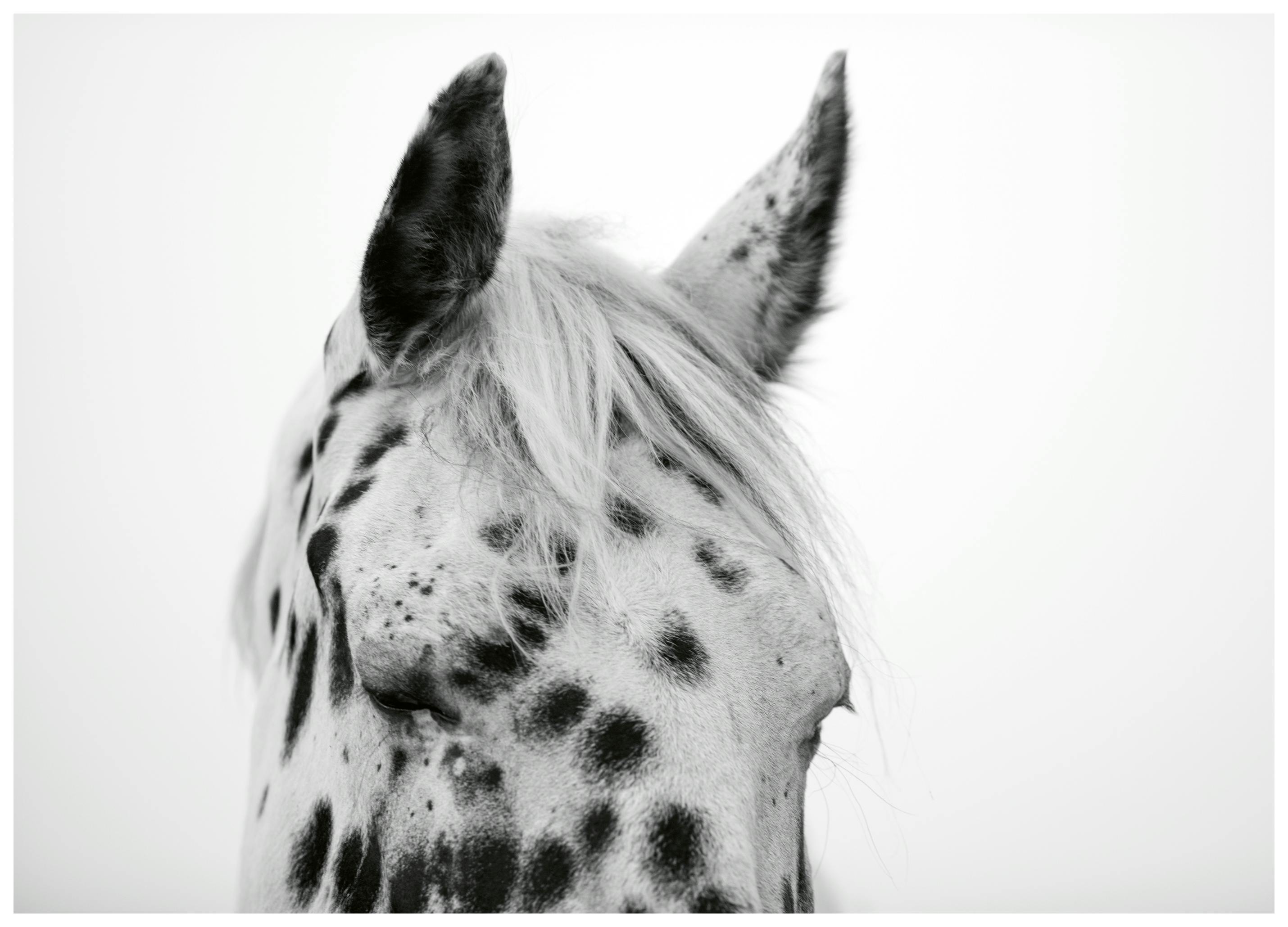 Crystal Lynn Collins - Monochroom Gevlekt Paard Poster (30x40 cm) - Poster Store