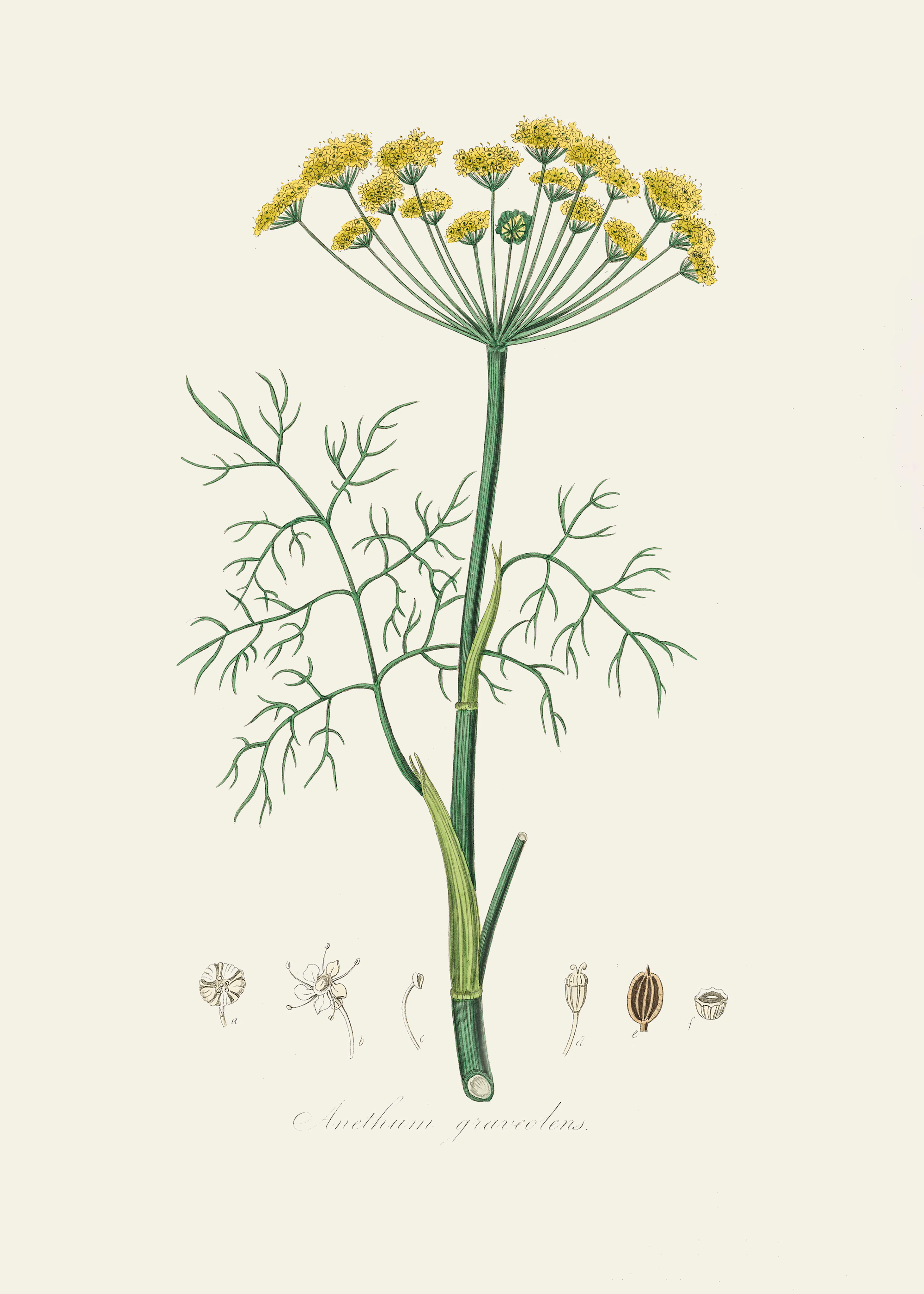 John Stephenson and James Morss Churchill - Dill Poster 0