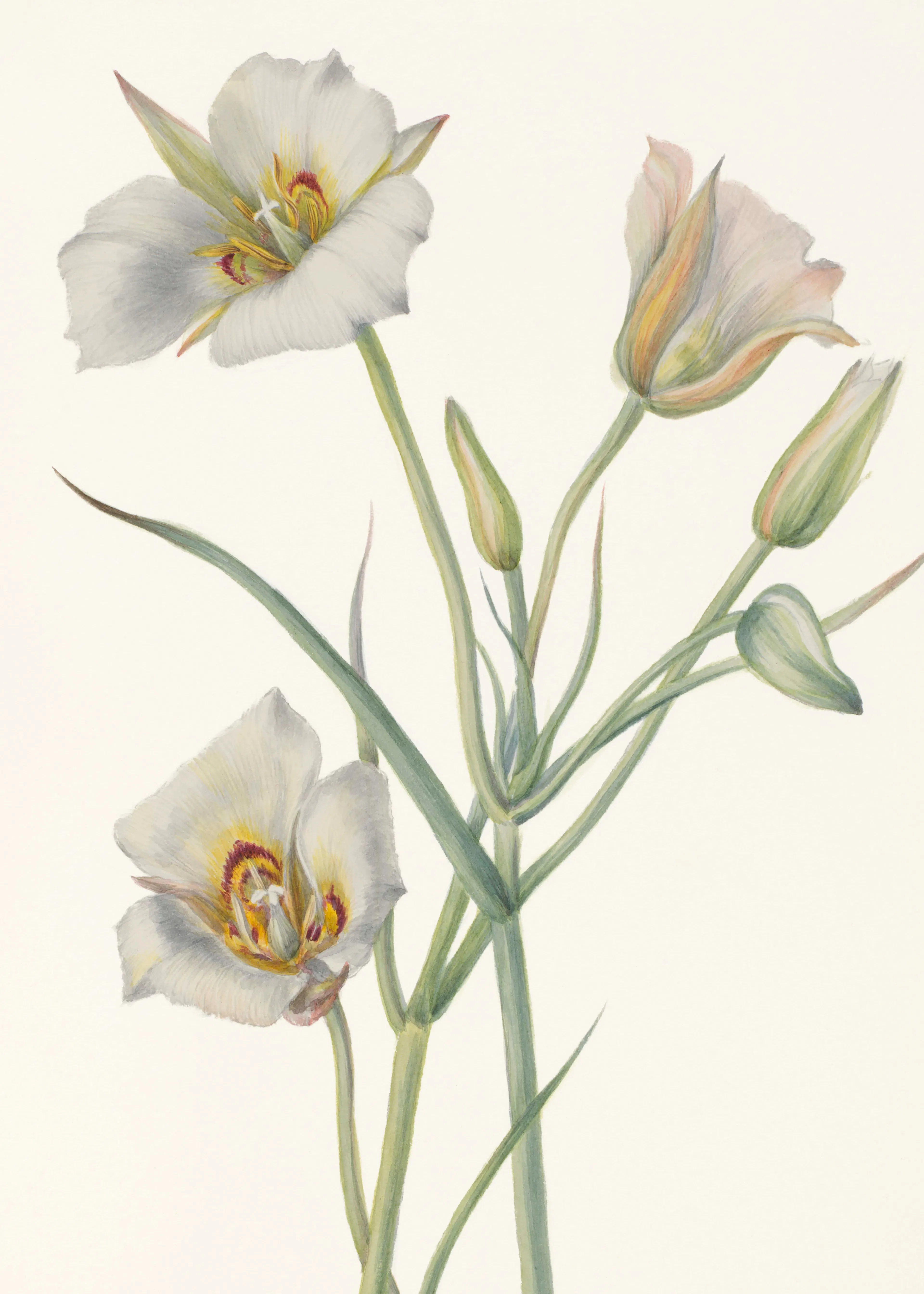 Mary Vaux Walcott - Sego Lily Poster 0
