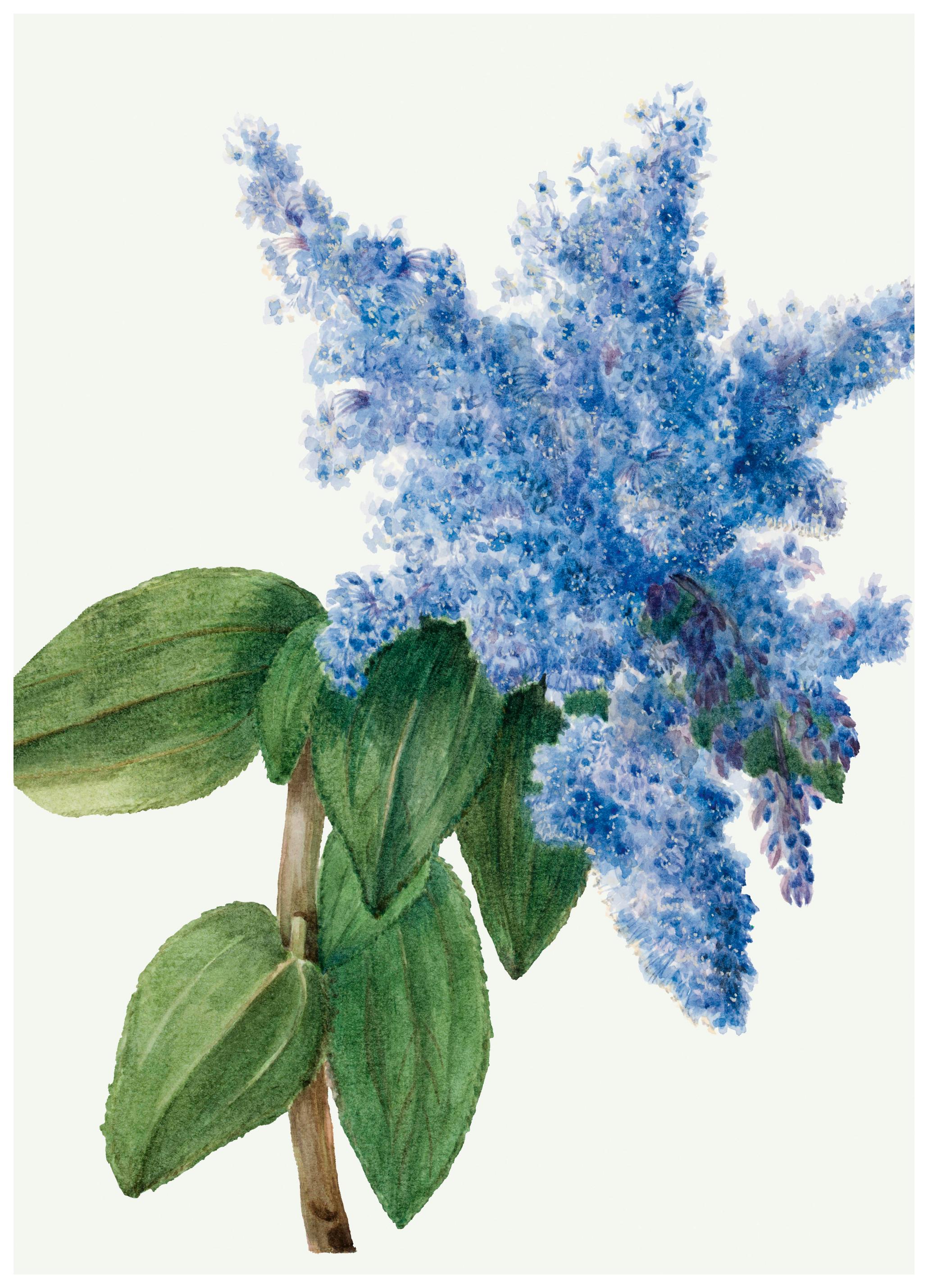 Mary Vaux Walcott - California Lilac Poster (50x70 cm) - Poster Store