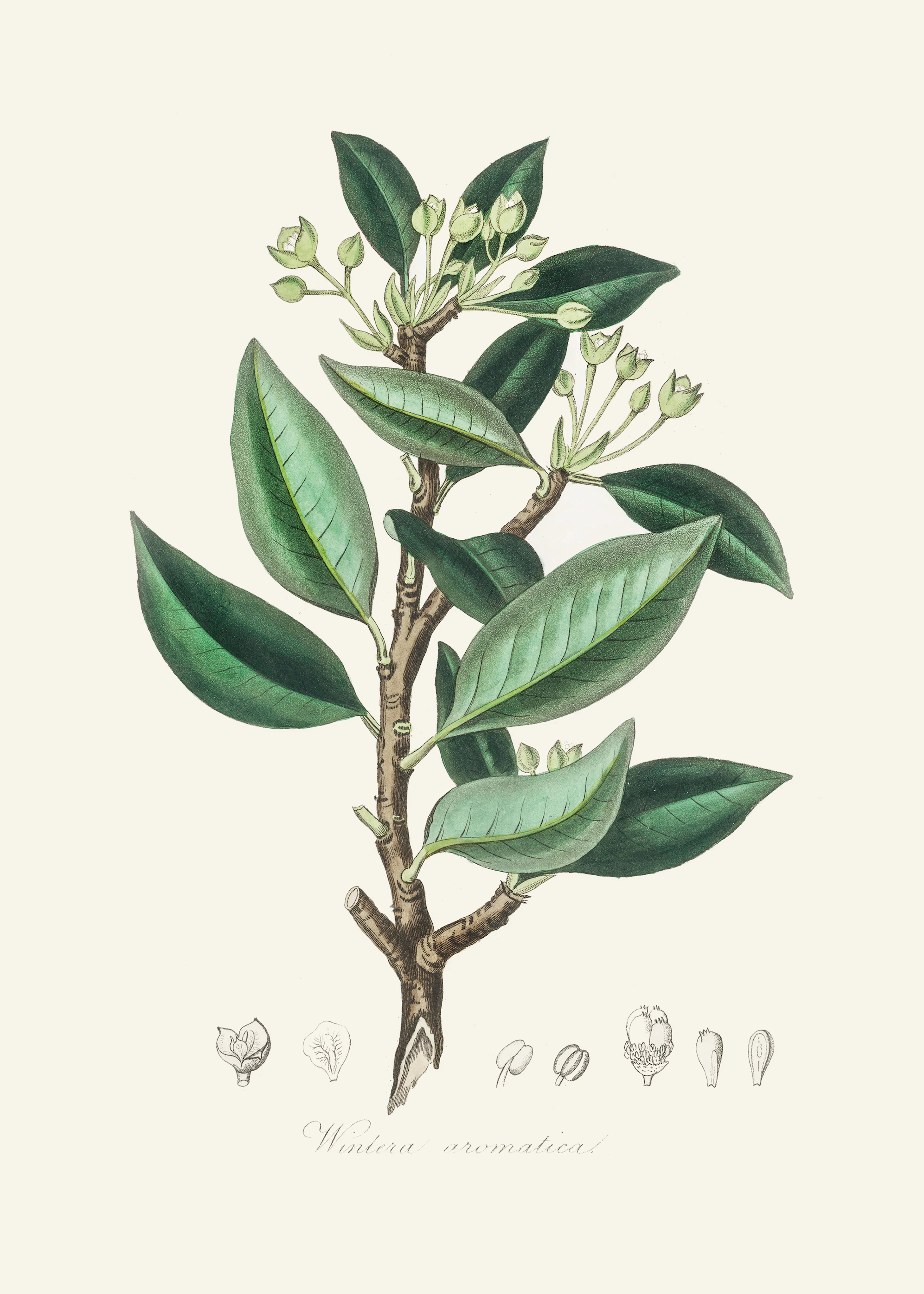 John Stephenson and James Morss Churchill - Wintera Aromatica Poster 0