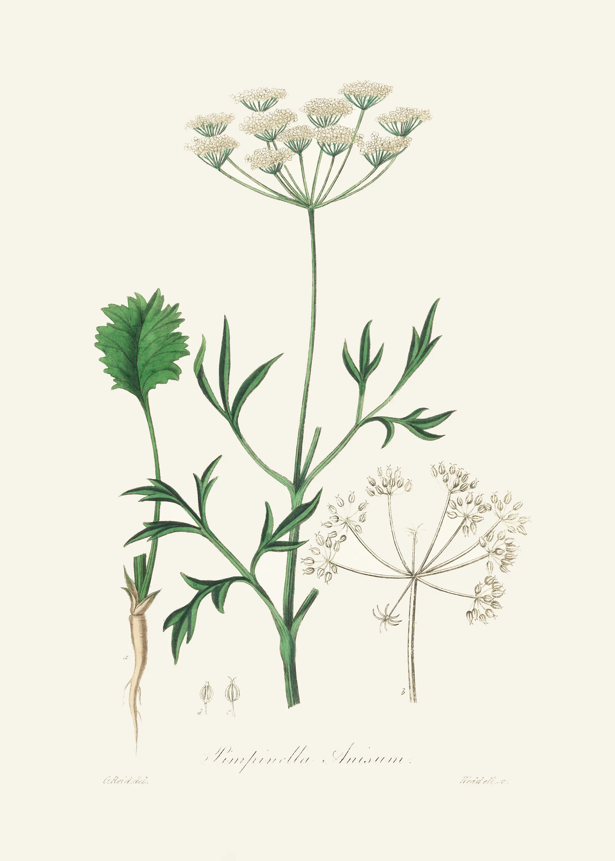 John Stephenson and James Morss Churchill - Aniseed Poster 0