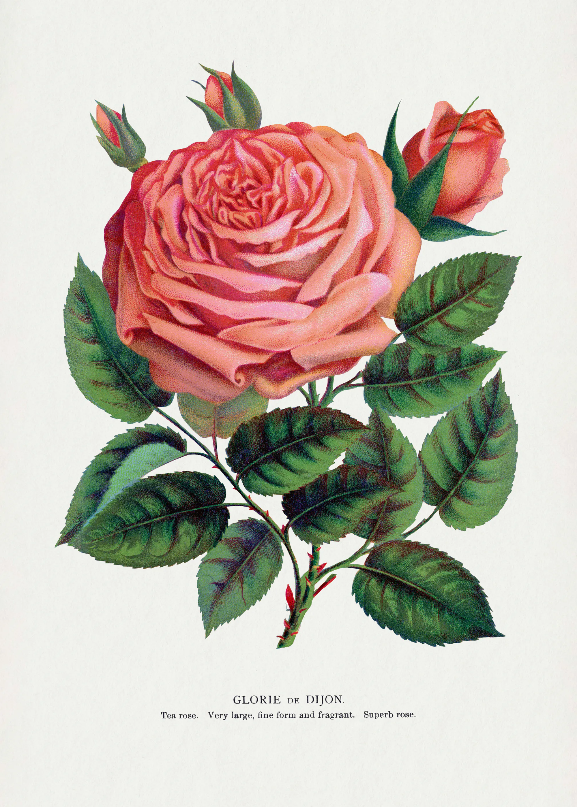 Botanical Specimen Rochester Lithographing - Pink Rose Poster 0