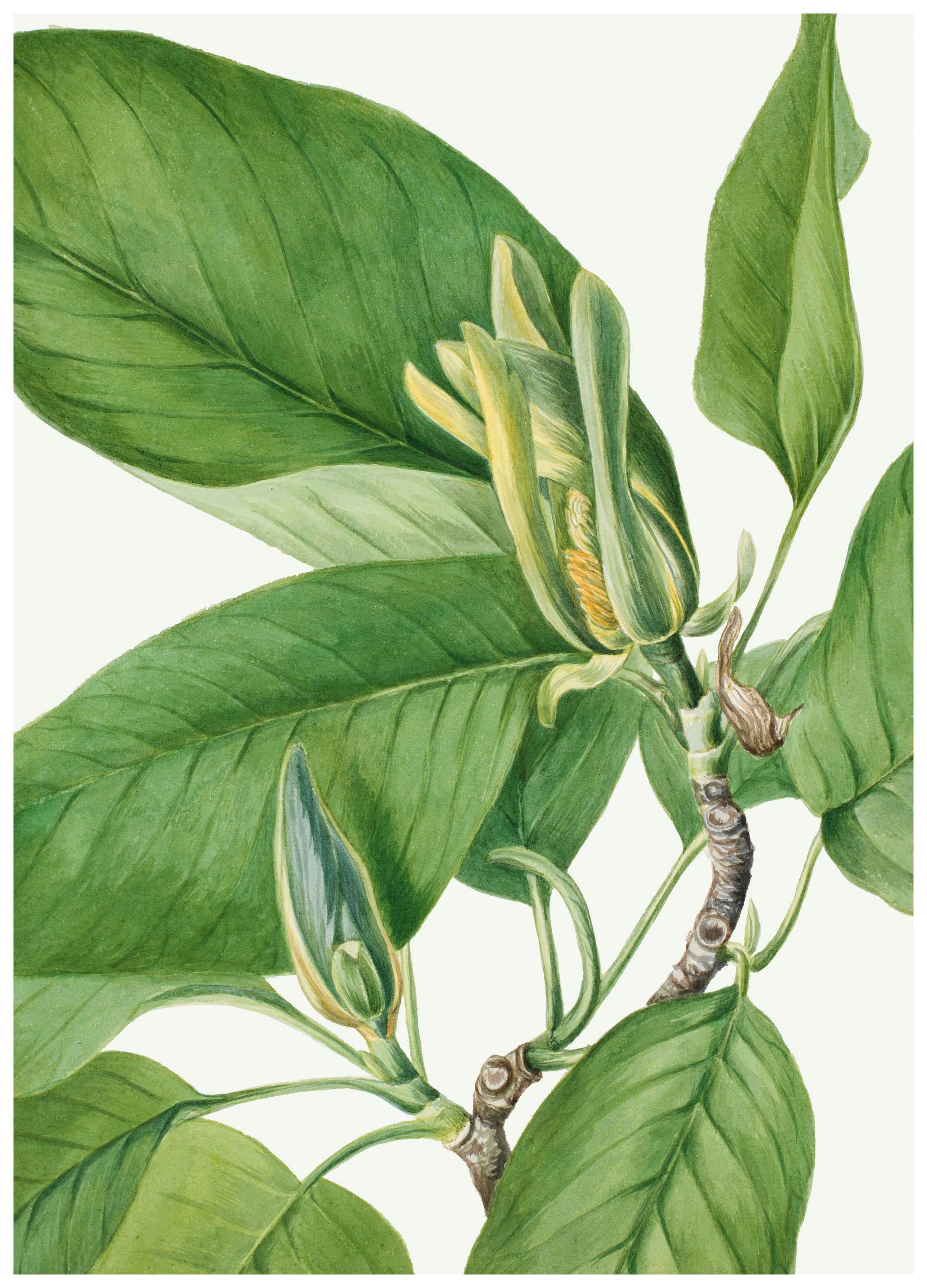 Mary Vaux Walcott - Cucumbertree Poster (70x100 cm) - Poster Store