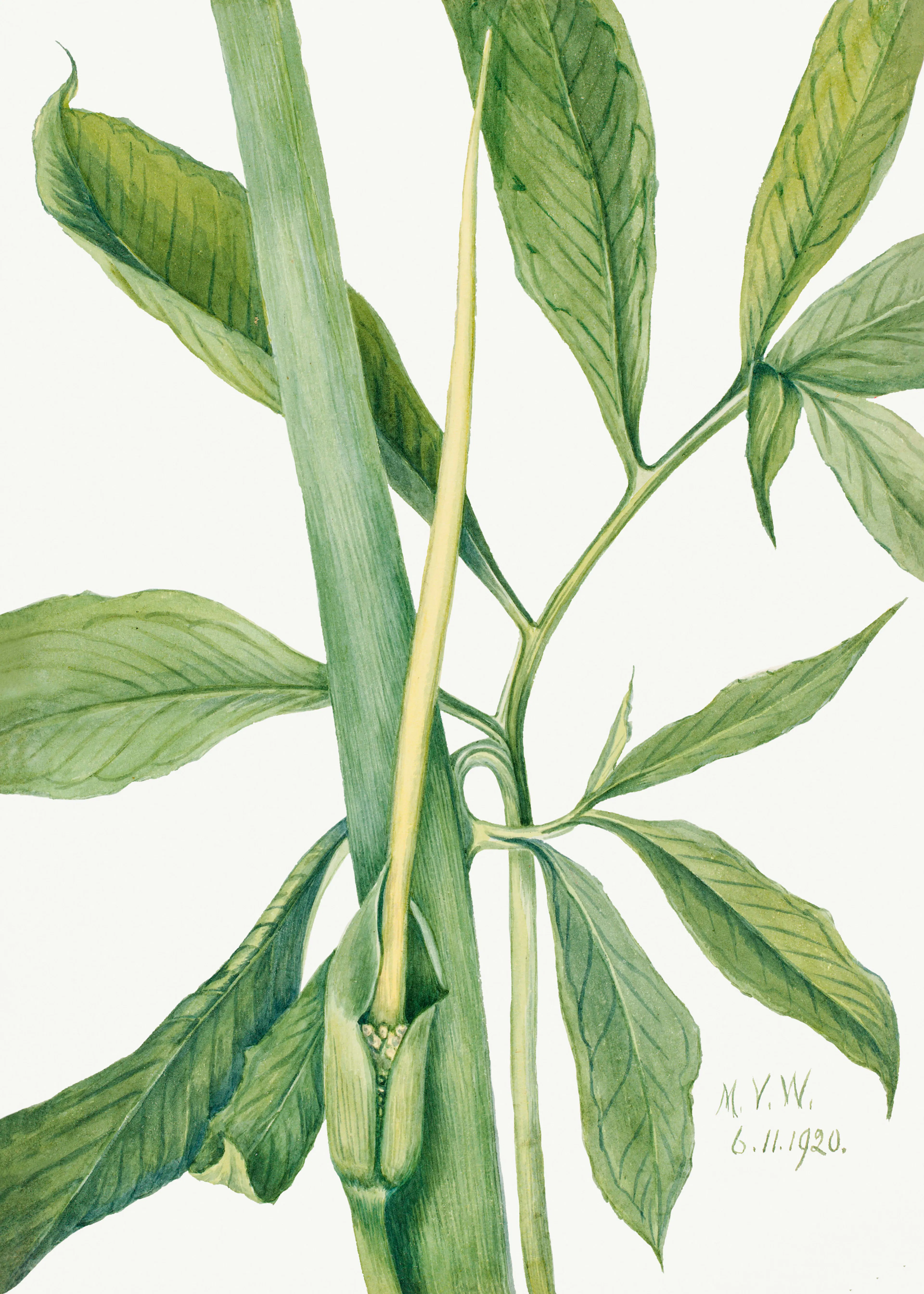 Mary Vaux Walcott - Greendragon Poster 0