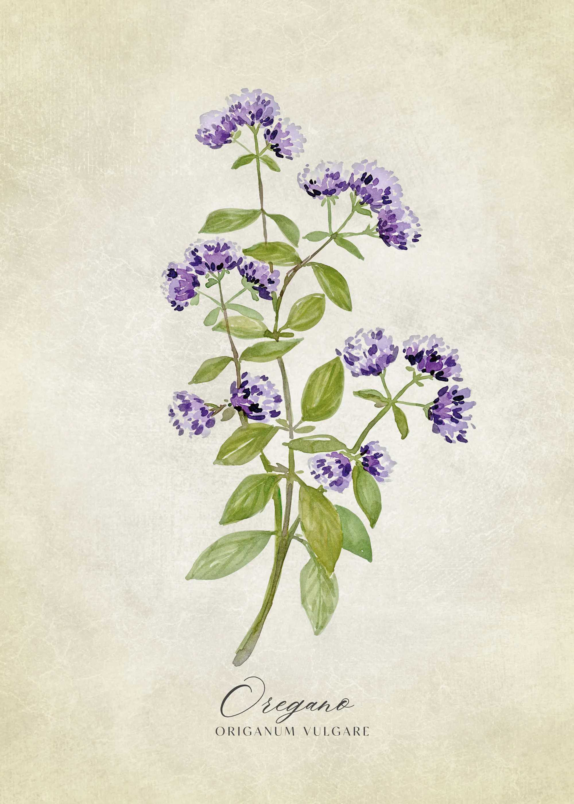 Rosana Laiz Blursbyai - Origano Viola Botanico Poster 0