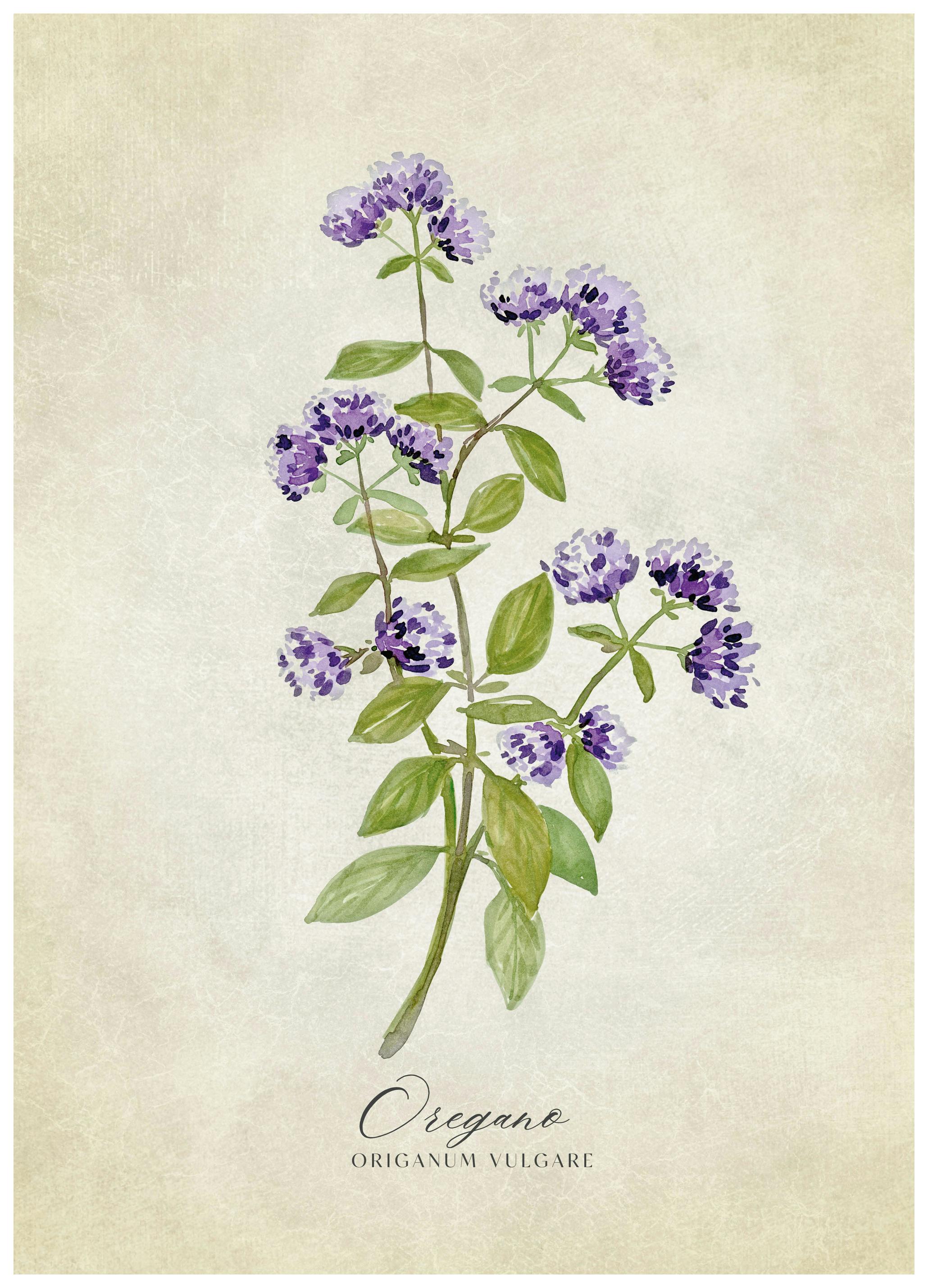 Rosana Laiz Blursbyai - Lila Oregano Botanisches Poster (40x50 cm) - Poster Store