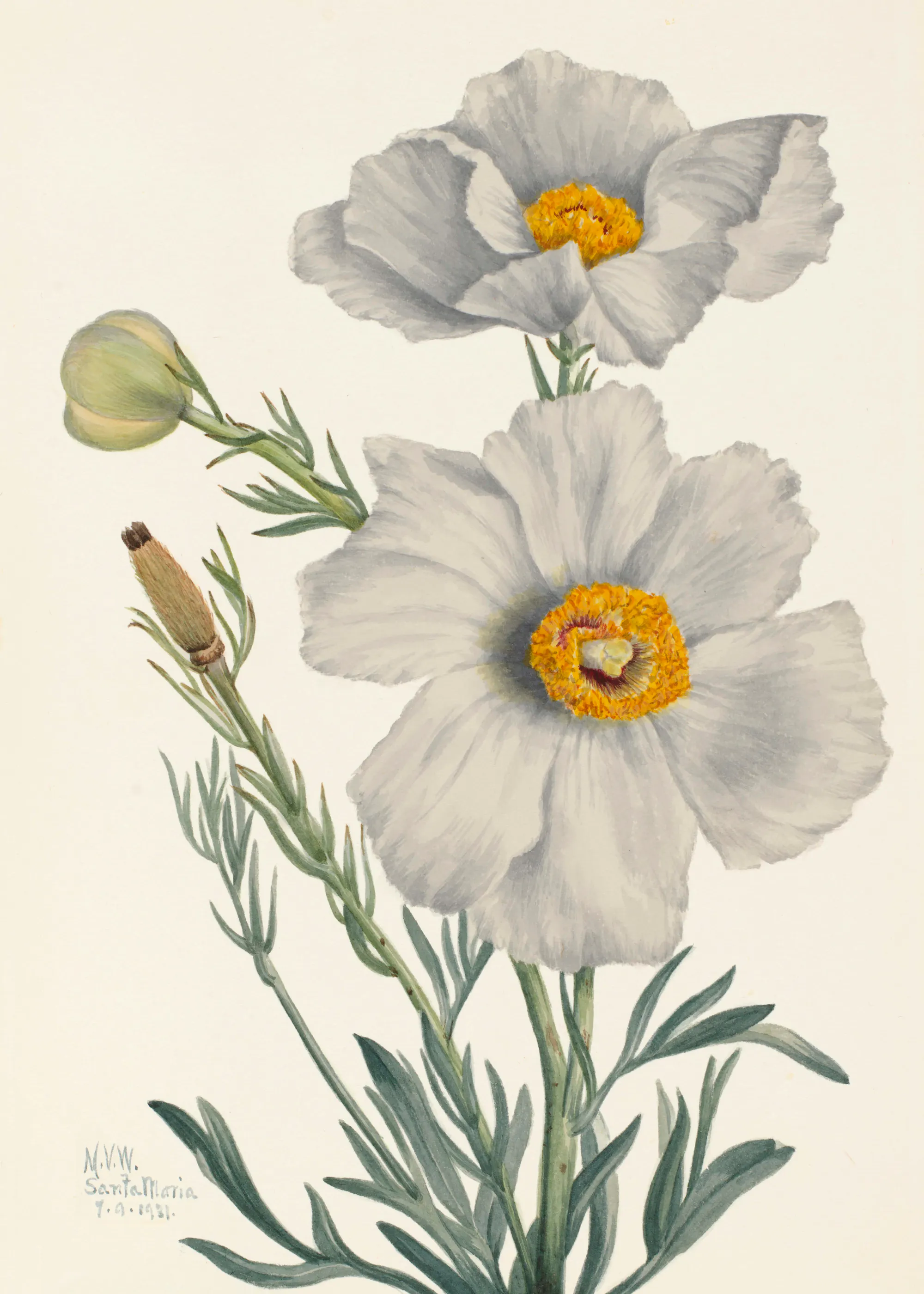 Mary Vaux Walcott - Matilija Poppy Poster 0