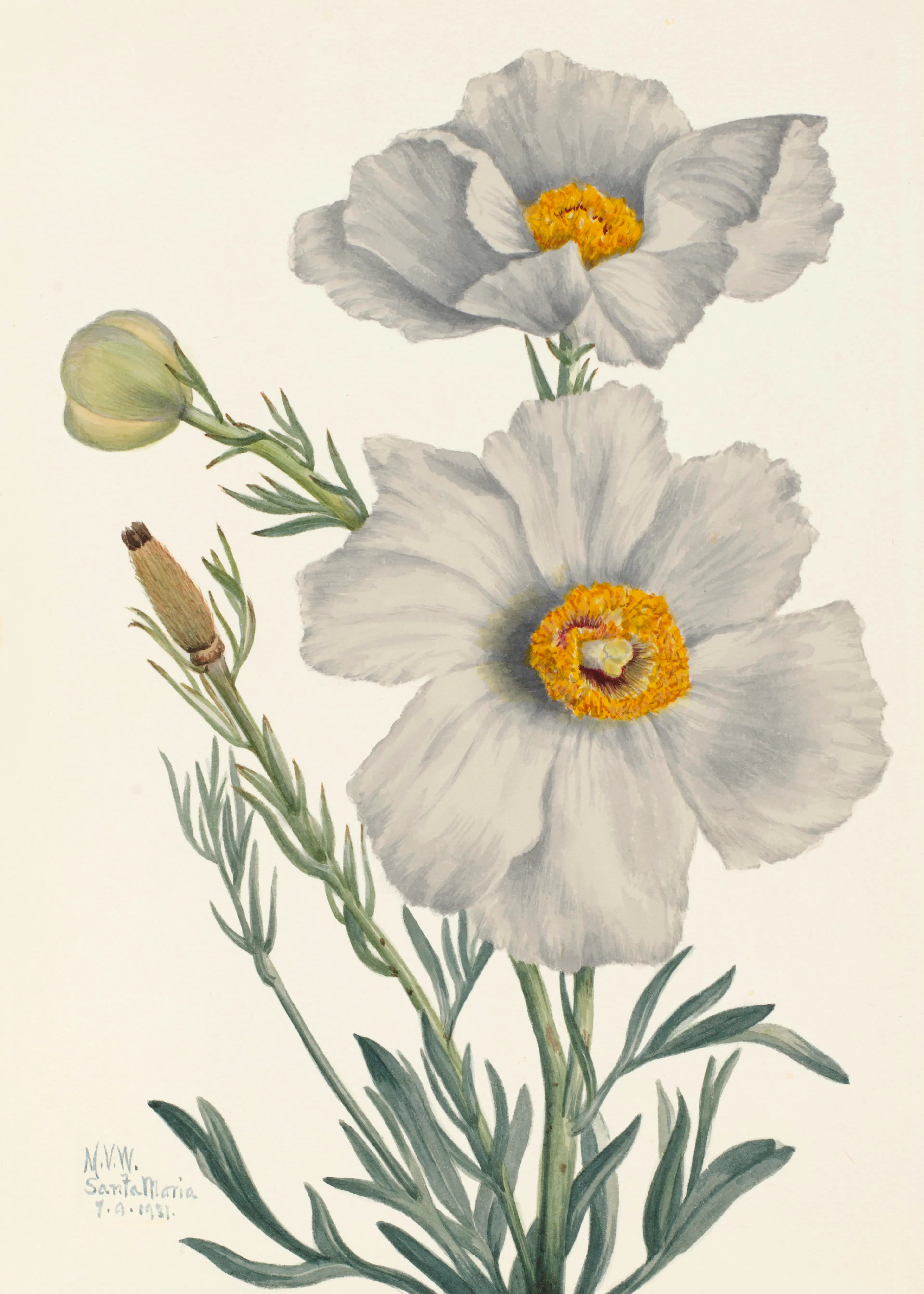 Mary Vaux Walcott - Matilija Poppy Poster 0