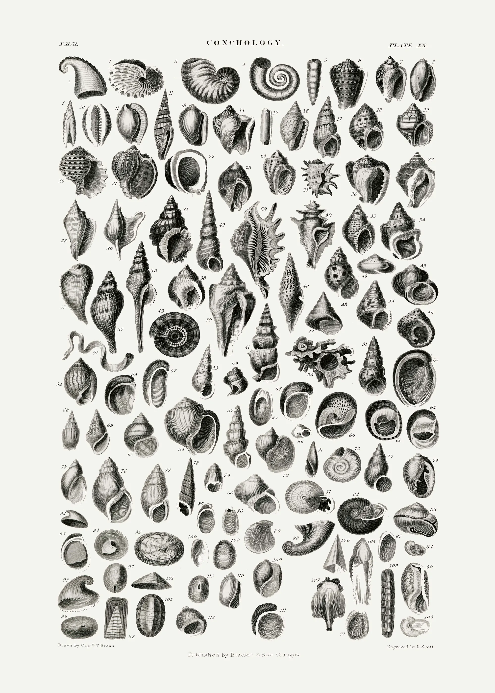 Oliver Goldsmith - Sealife III Plakat 0