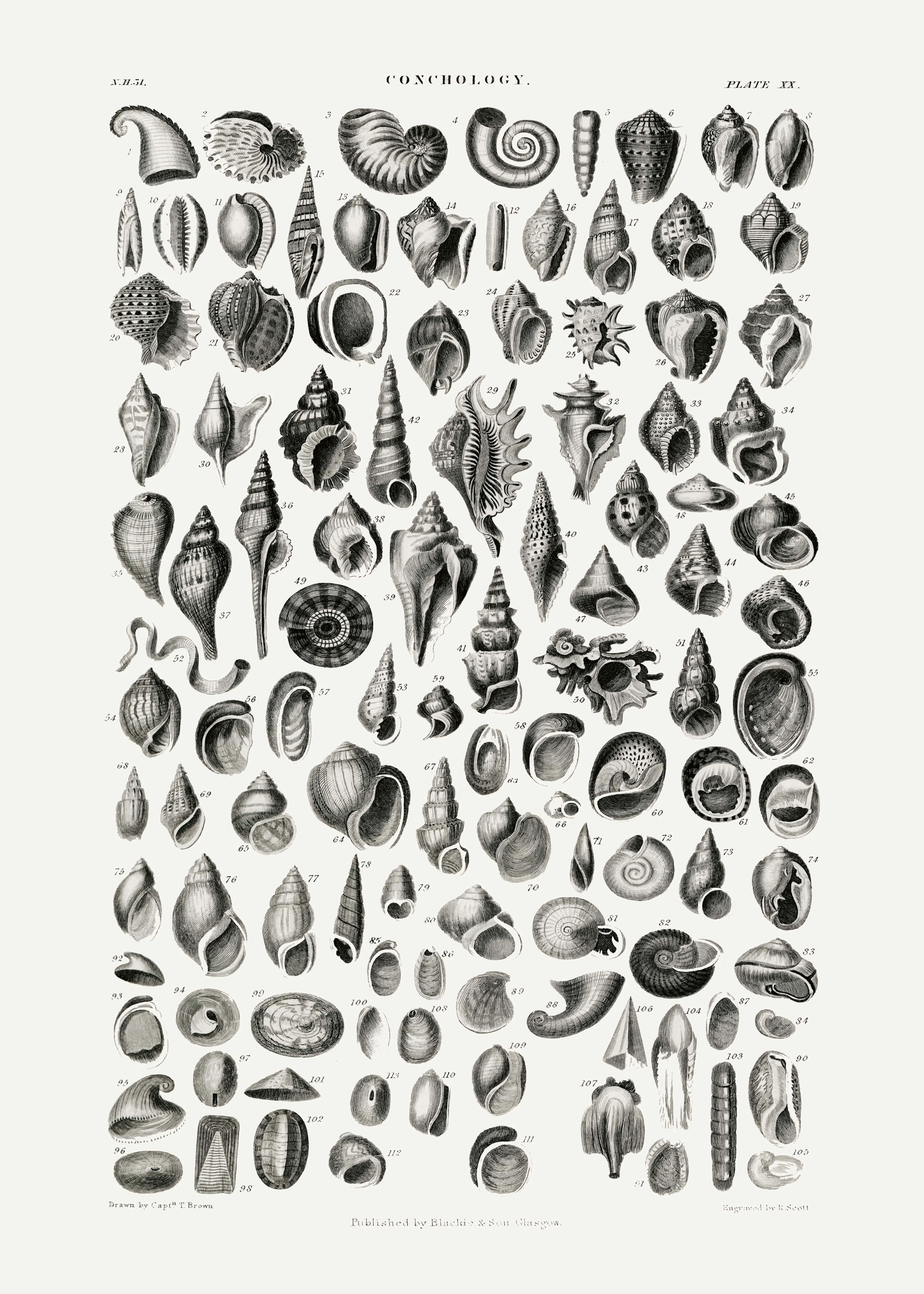 Oliver Goldsmith - Sealife III Print 0