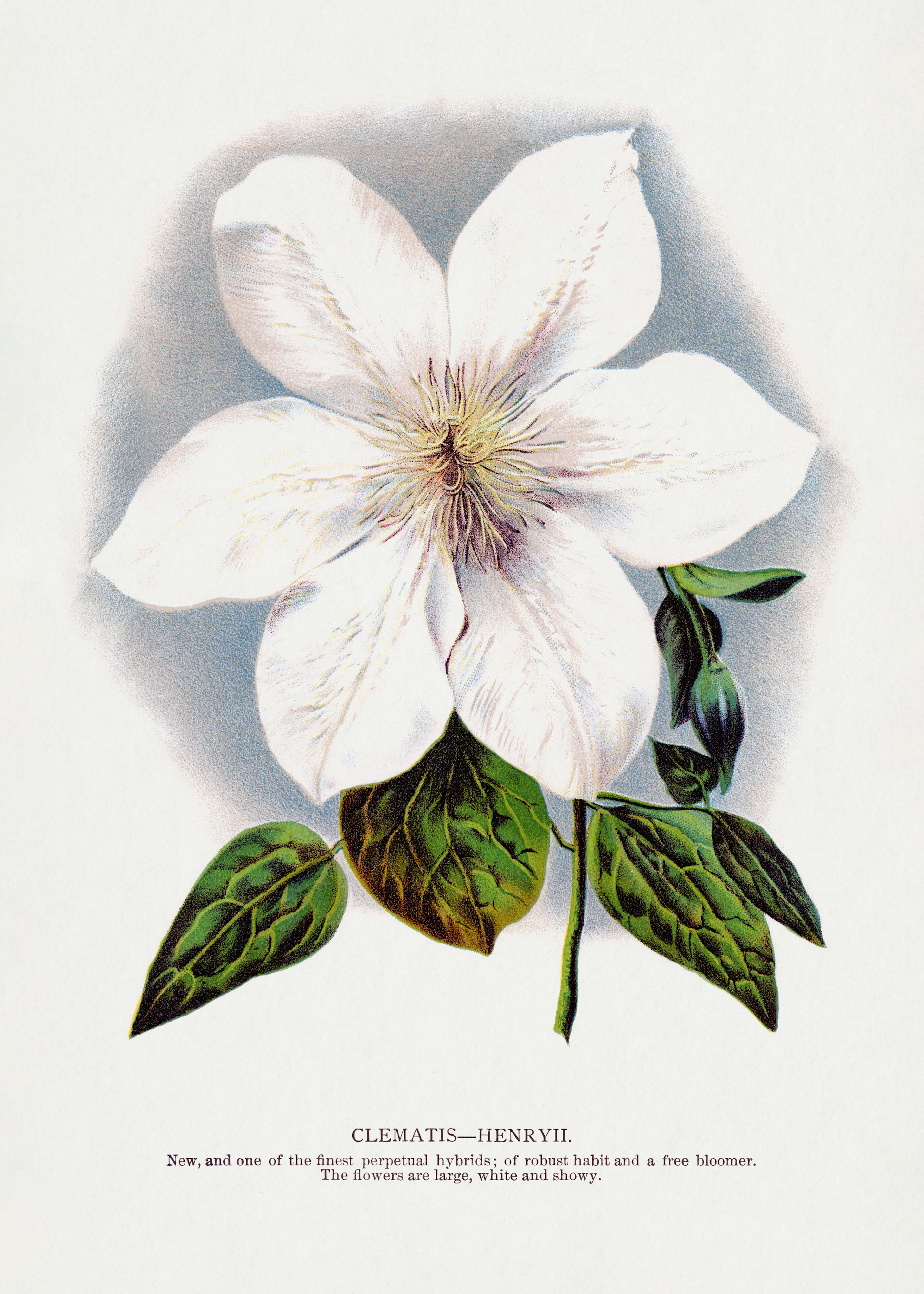 Botanical Specimen Rochester Lithographing - Clematis Flower Lithograph Poster 0