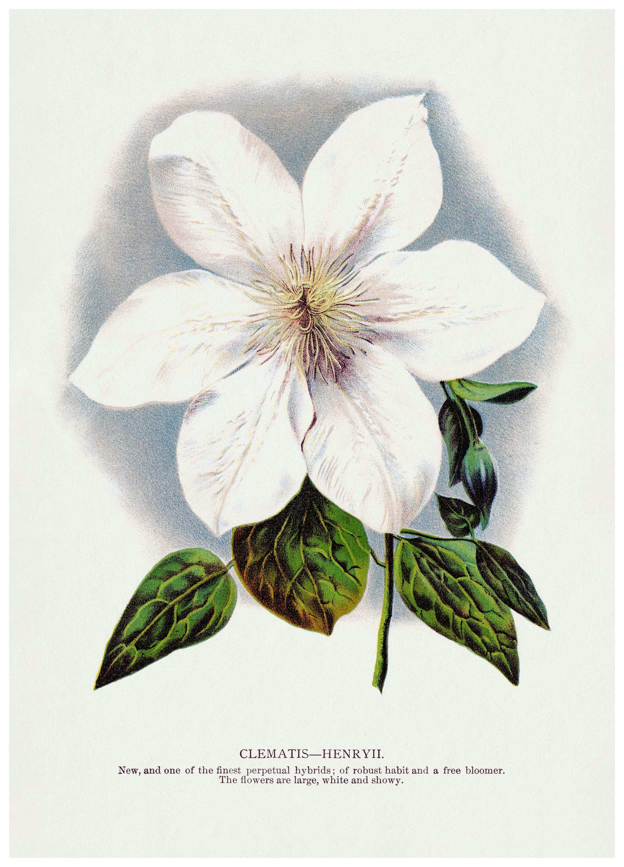 Botanical Specimen Rochester Lithographing - Clematis Flower Lithograph Print (70x100 cm) - Poster Store