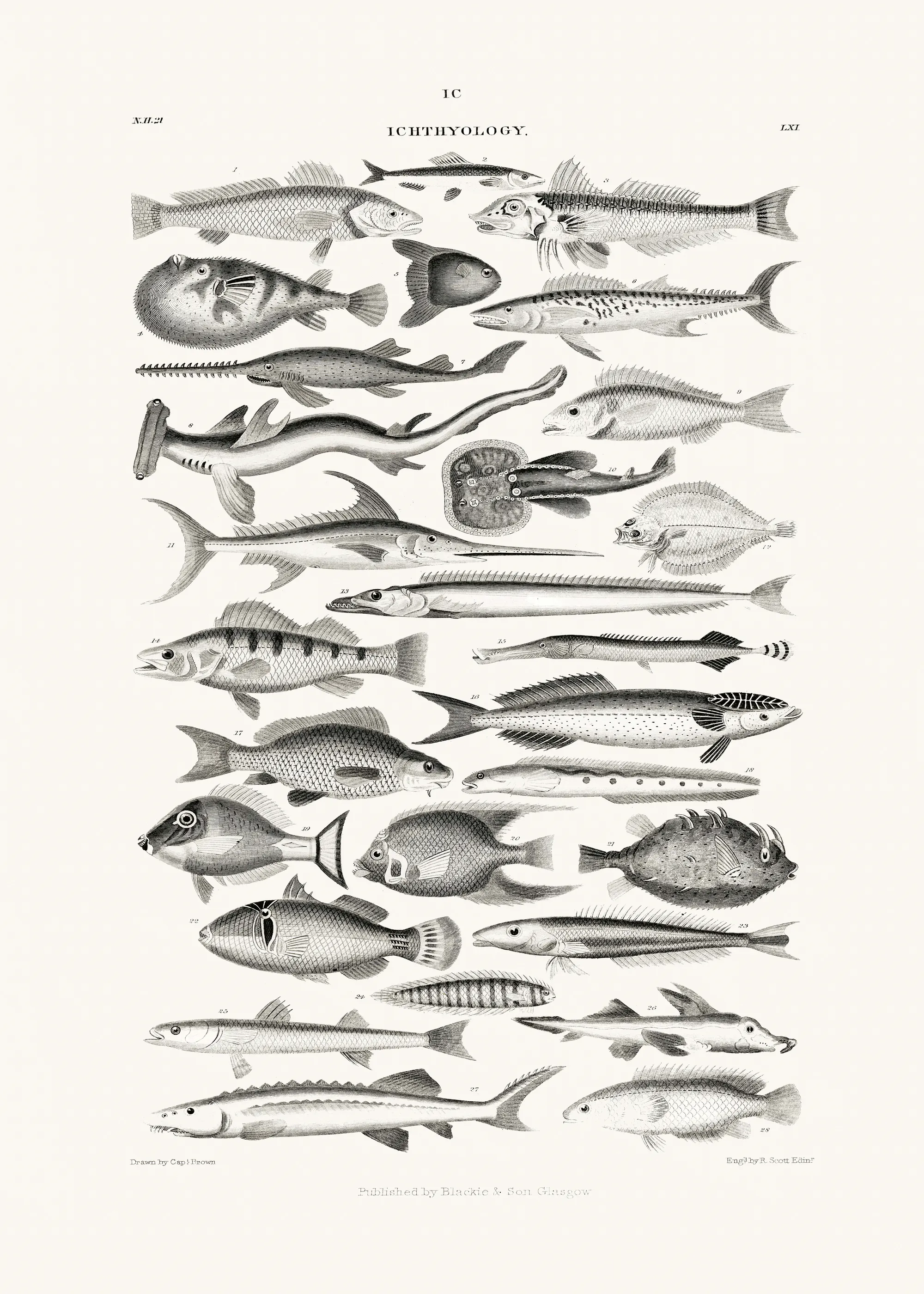 Oliver Goldsmith - Sealife I Plakat 0