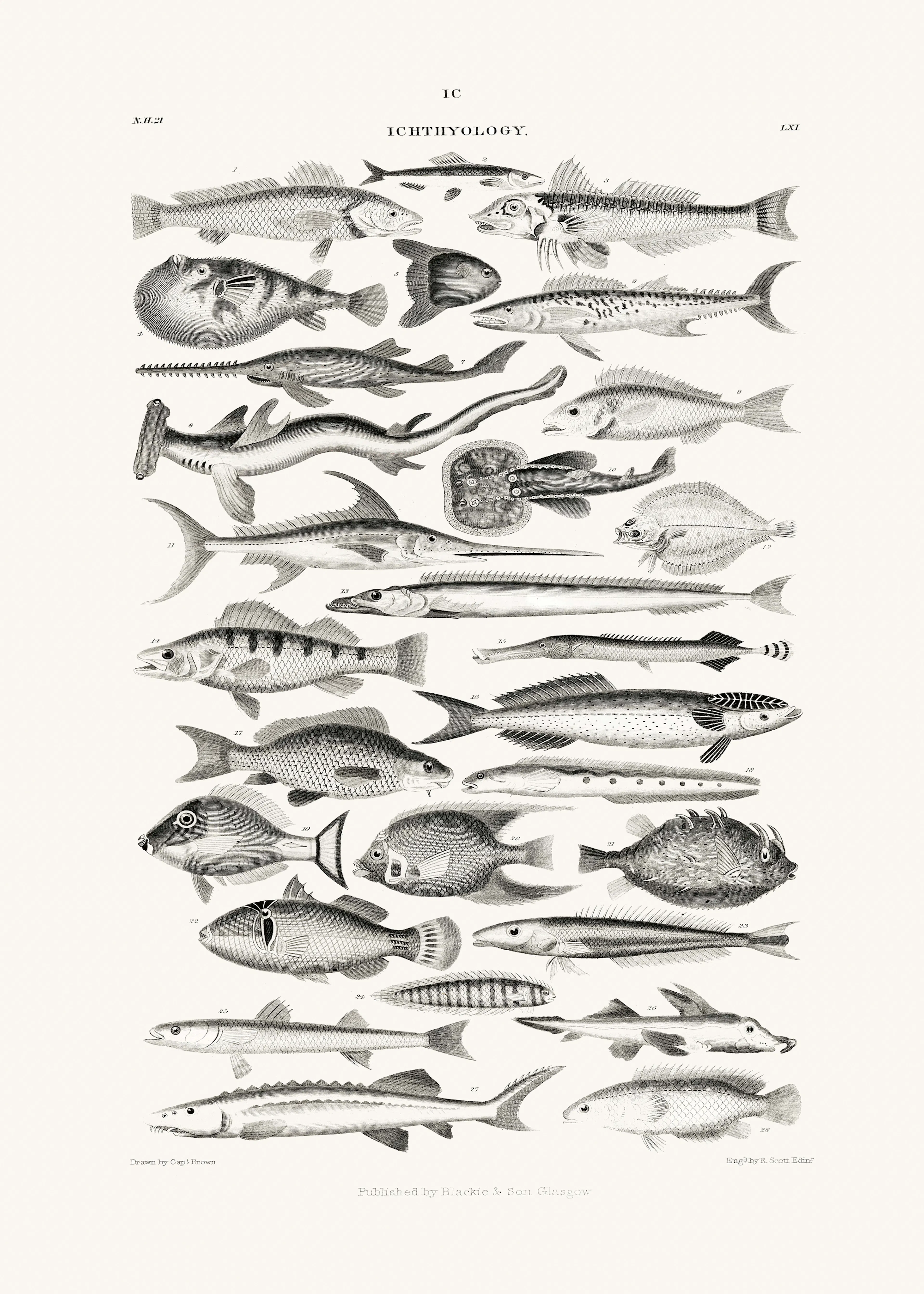 Oliver Goldsmith - Sealife I Plakat 0