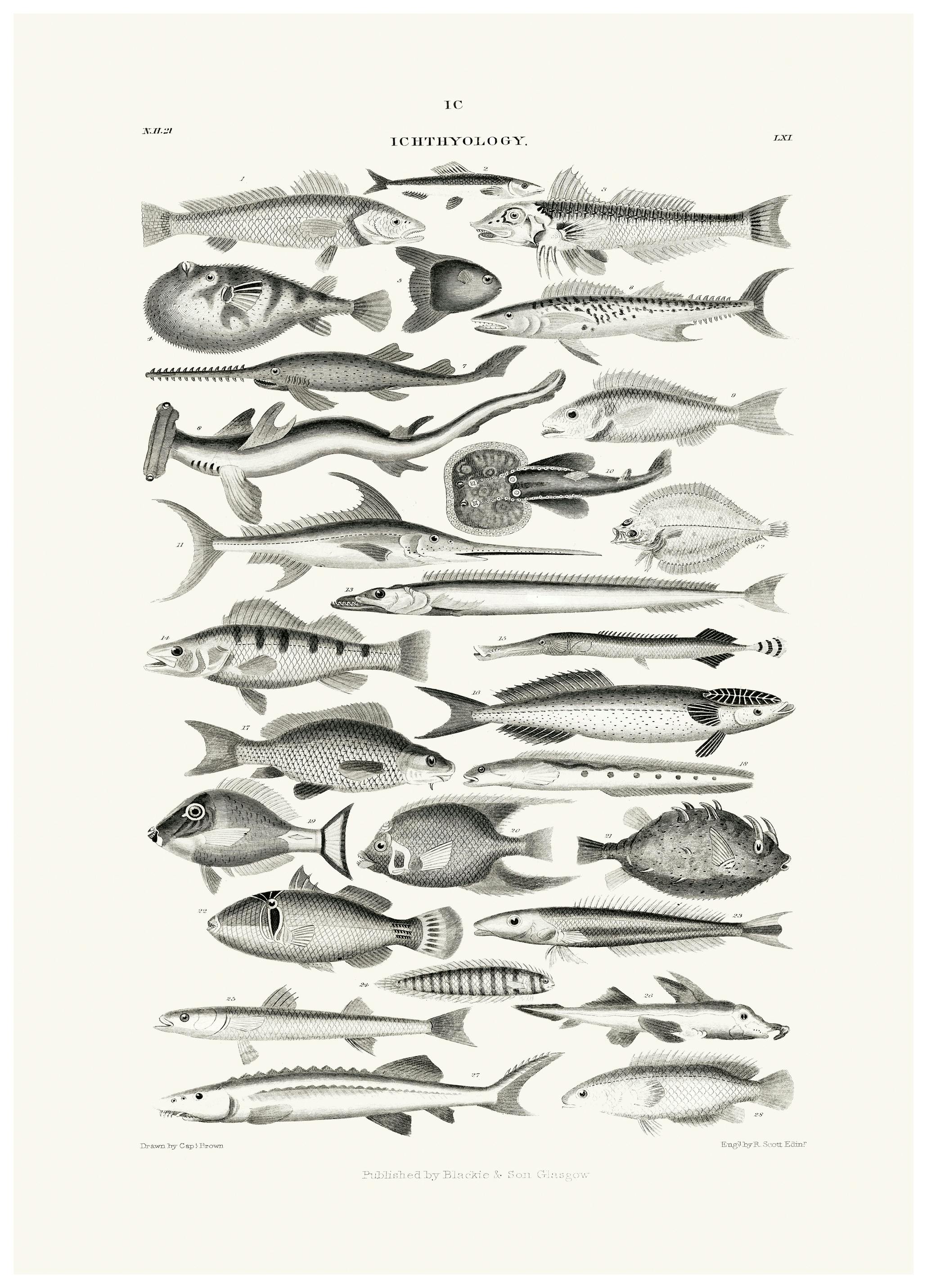 Oliver Goldsmith - Sealife I Poster (30x40 cm) - Poster Store