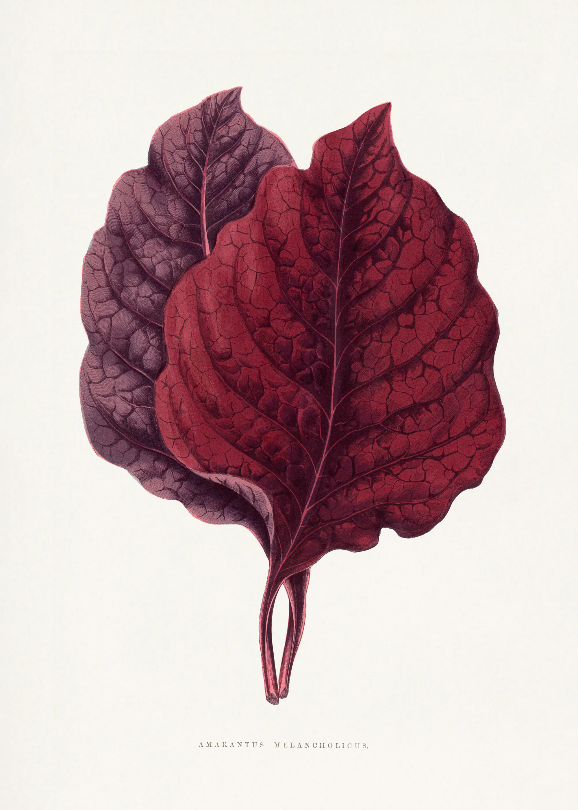 Les Plantes a Feuillage Colore - Pink Amarantus Leaf Illustration Poster 0