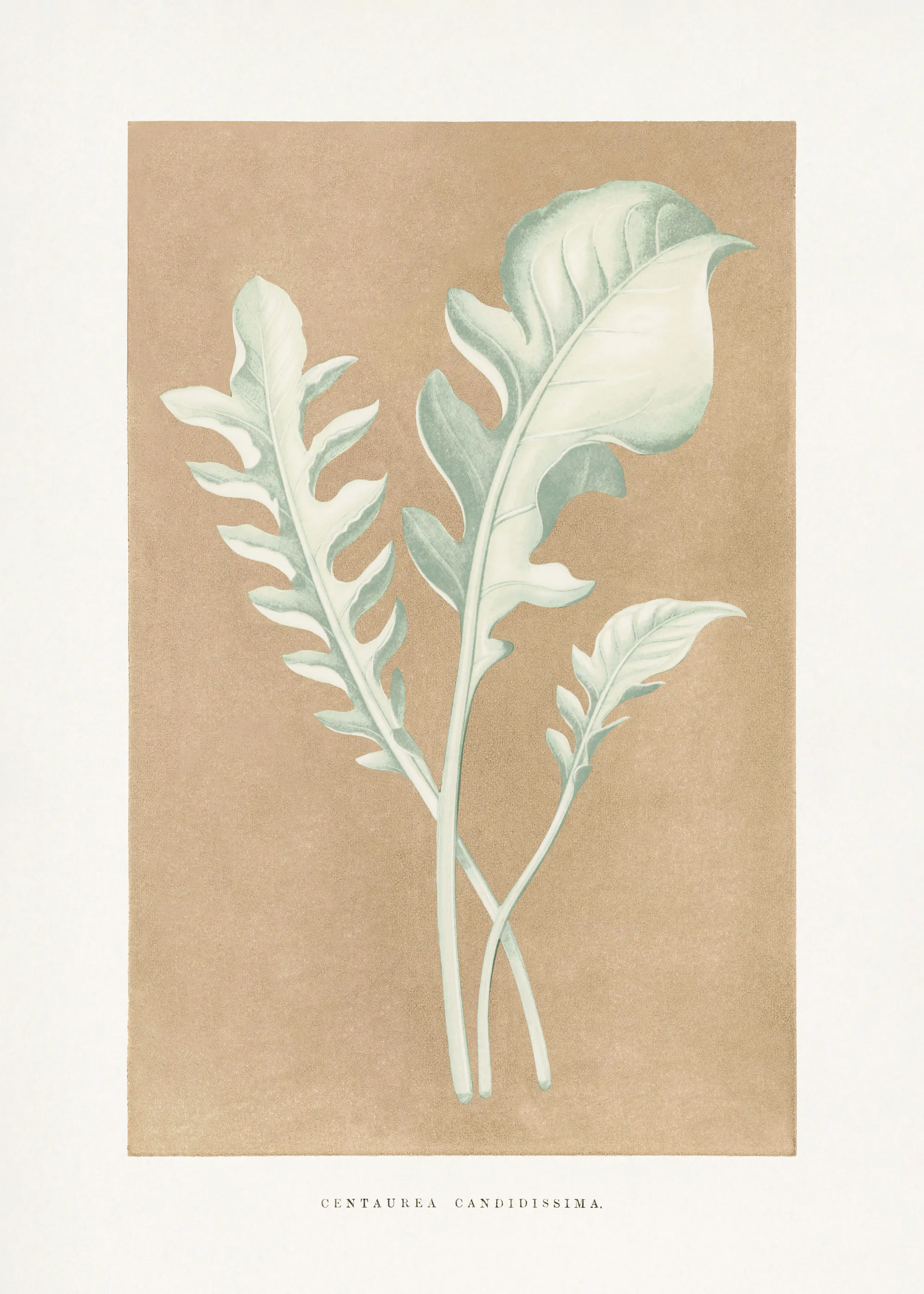 Les Plantes a Feuillage Colore - Centaurea Candidissima Leaf Illustration Poster 0