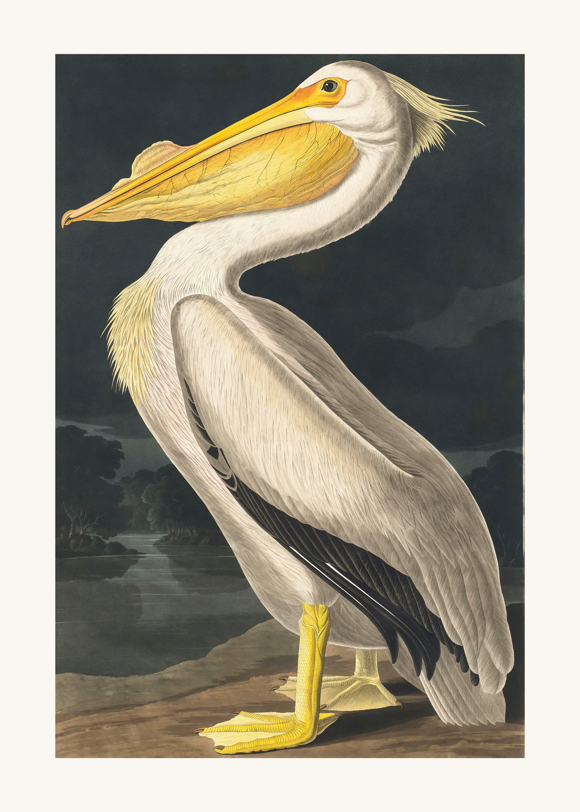 John James Audubon - البجع الأبيض الأمريكي بوستر 0