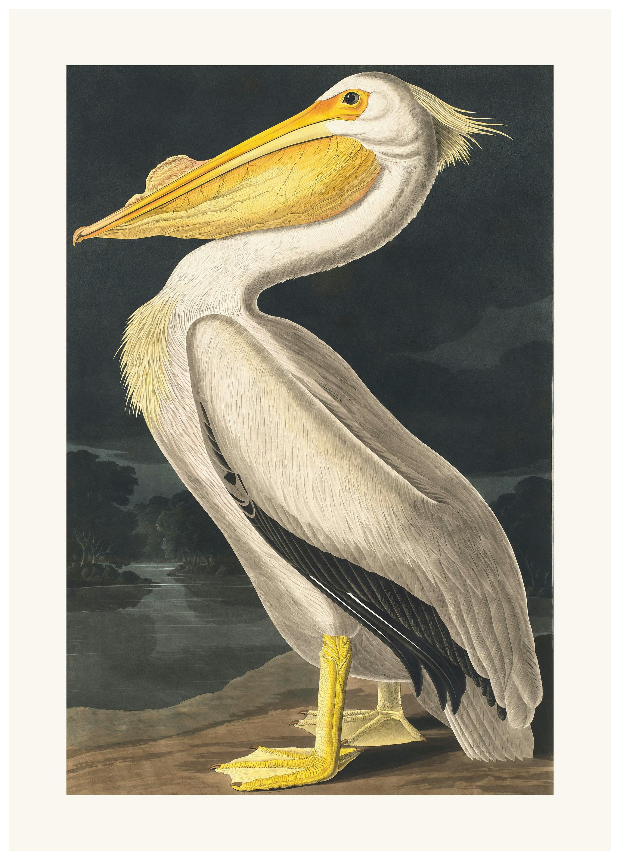 John James Audubon - Amerikkalainen Valkopelikaani Juliste (21x30 cm) - Poster Store